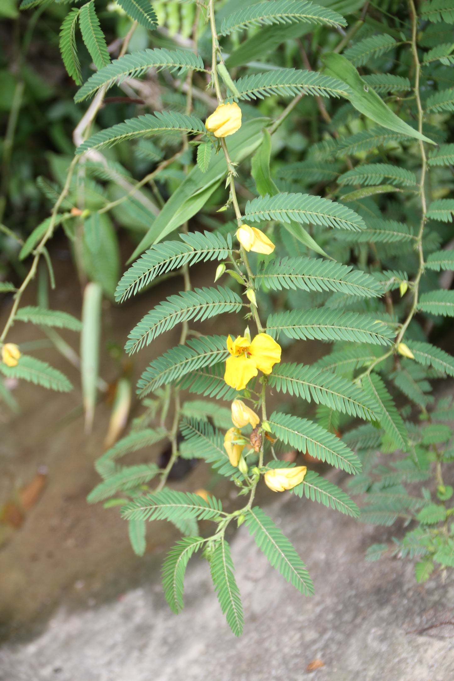 Sensitive Partridge Pea (Chamaecrista nictitans)