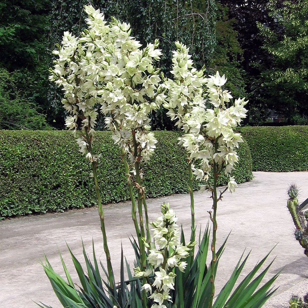 True Adams Needle (Yucca filamentosa)