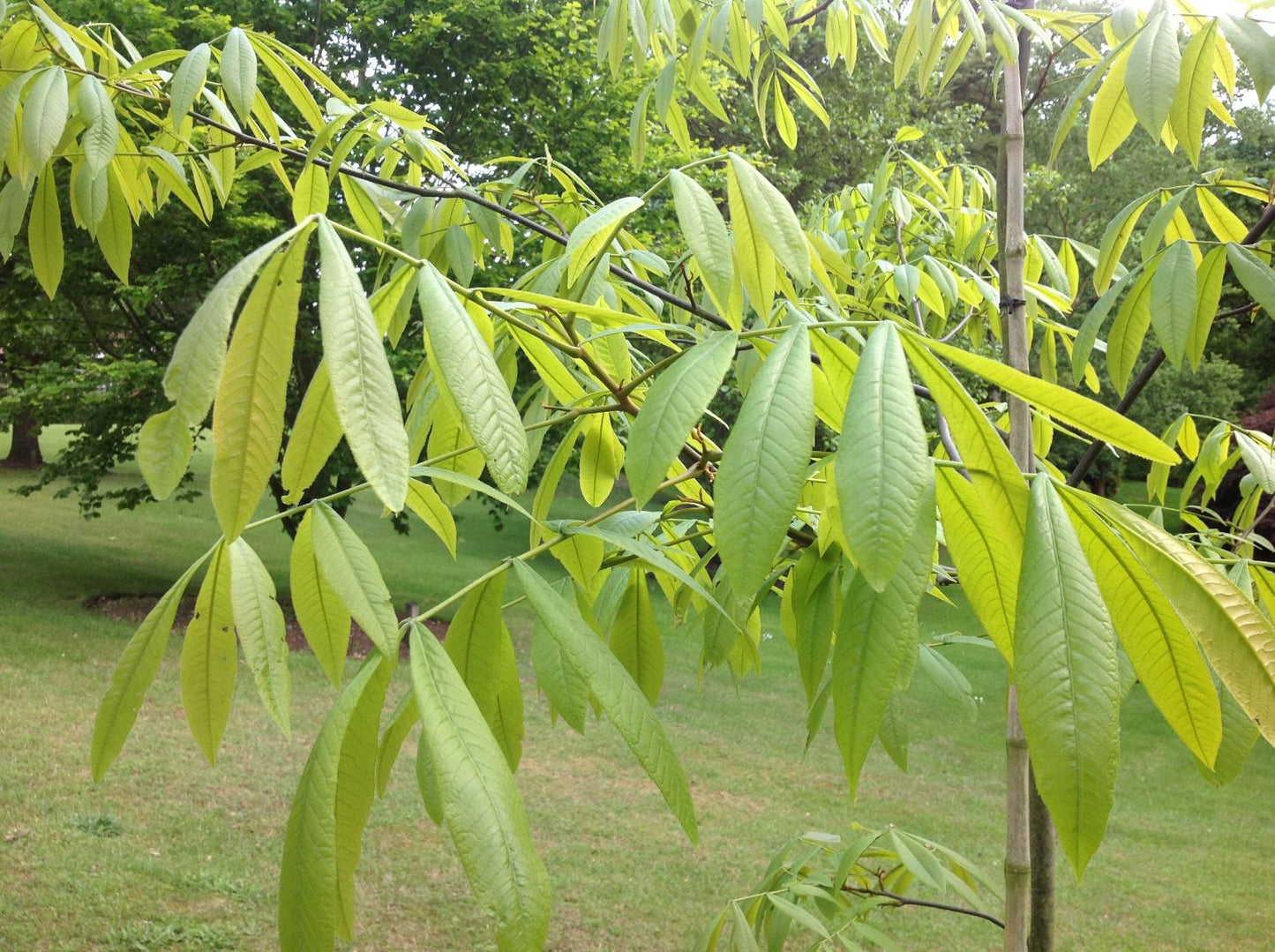 Chinese Hickory (Carya cathayensis)