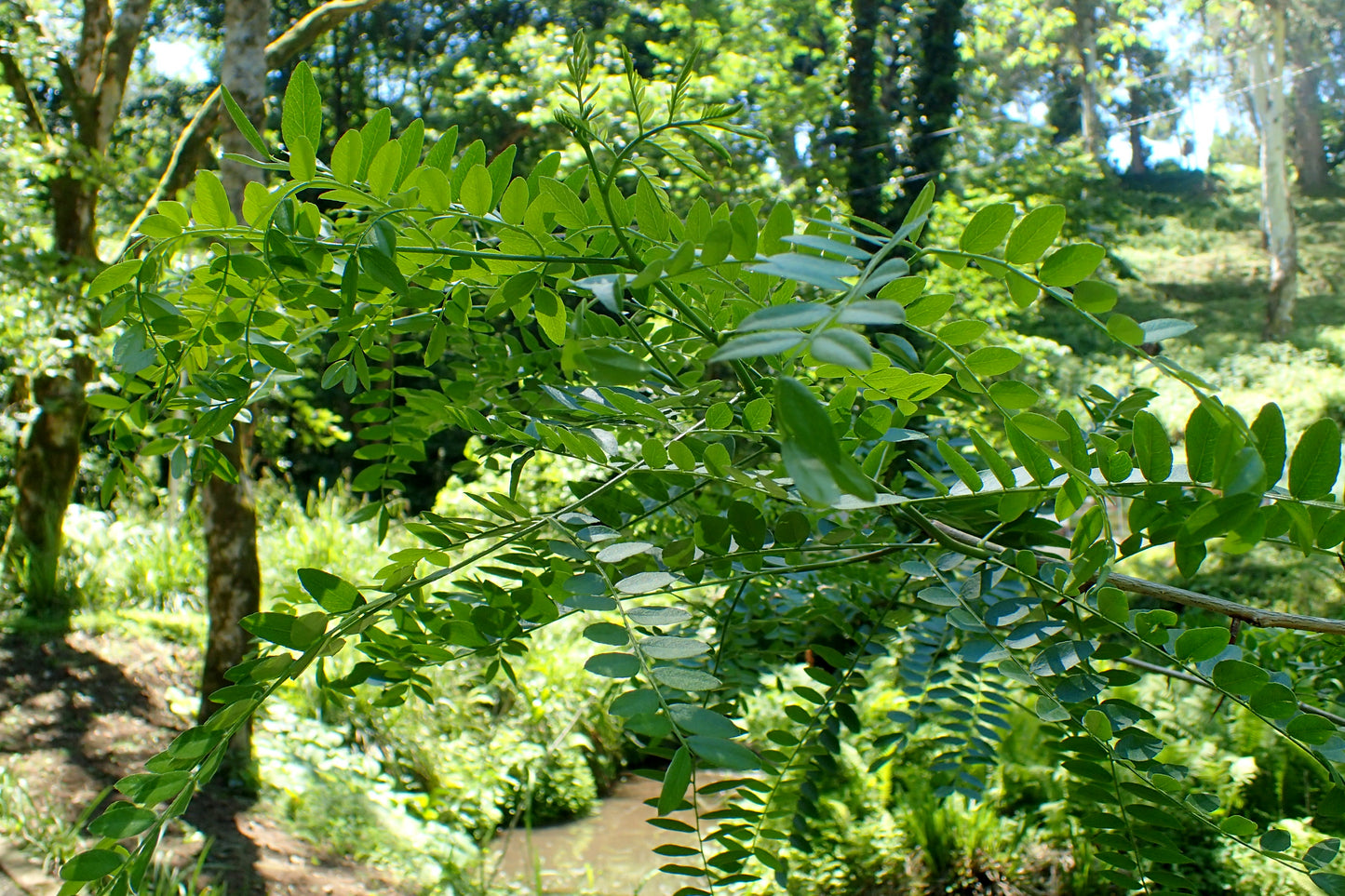Caspian Locust Persian Honey Locust (Gleditsia caspia)