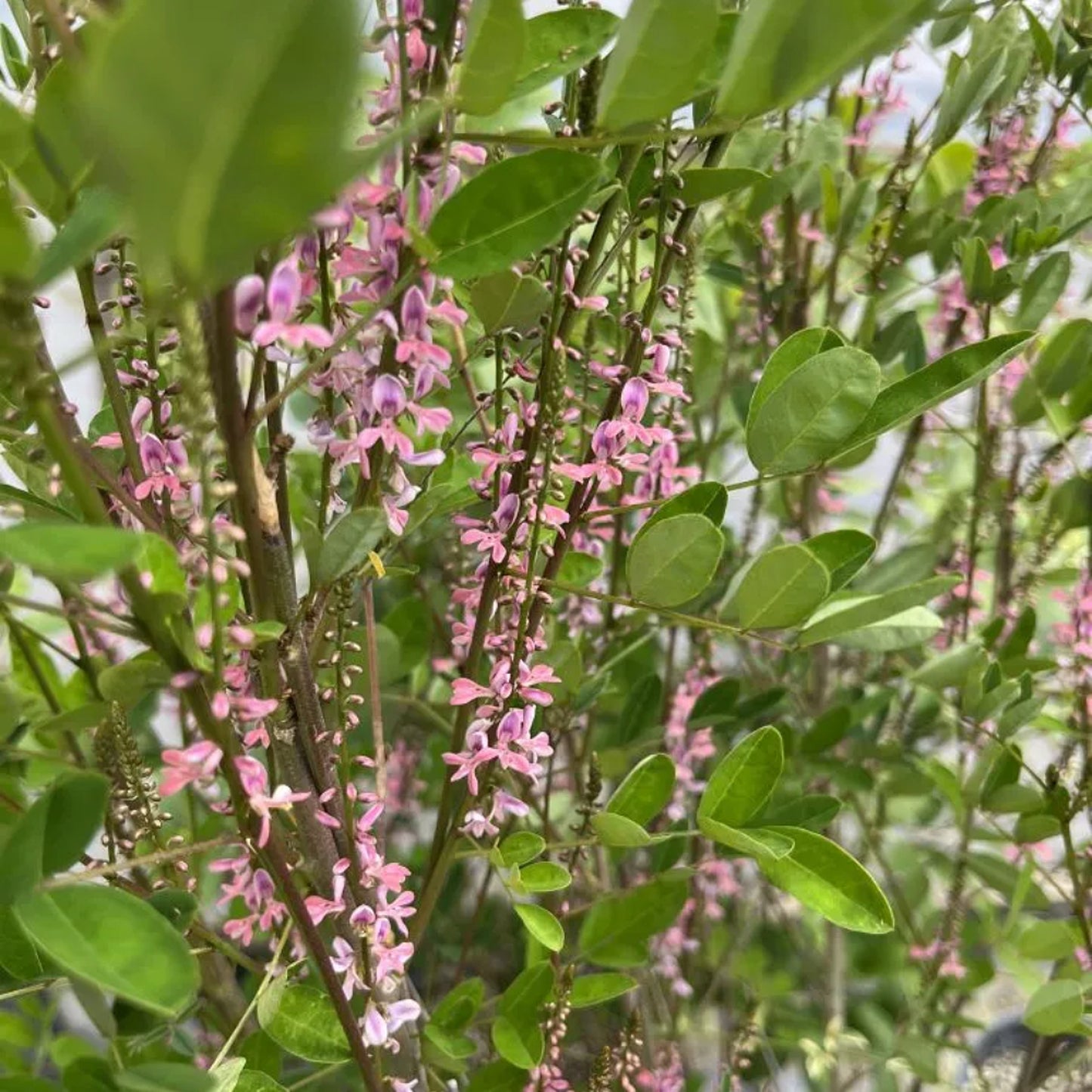 Chinese Indigo Pink-flower Indigo (Indigofera amblyantha)