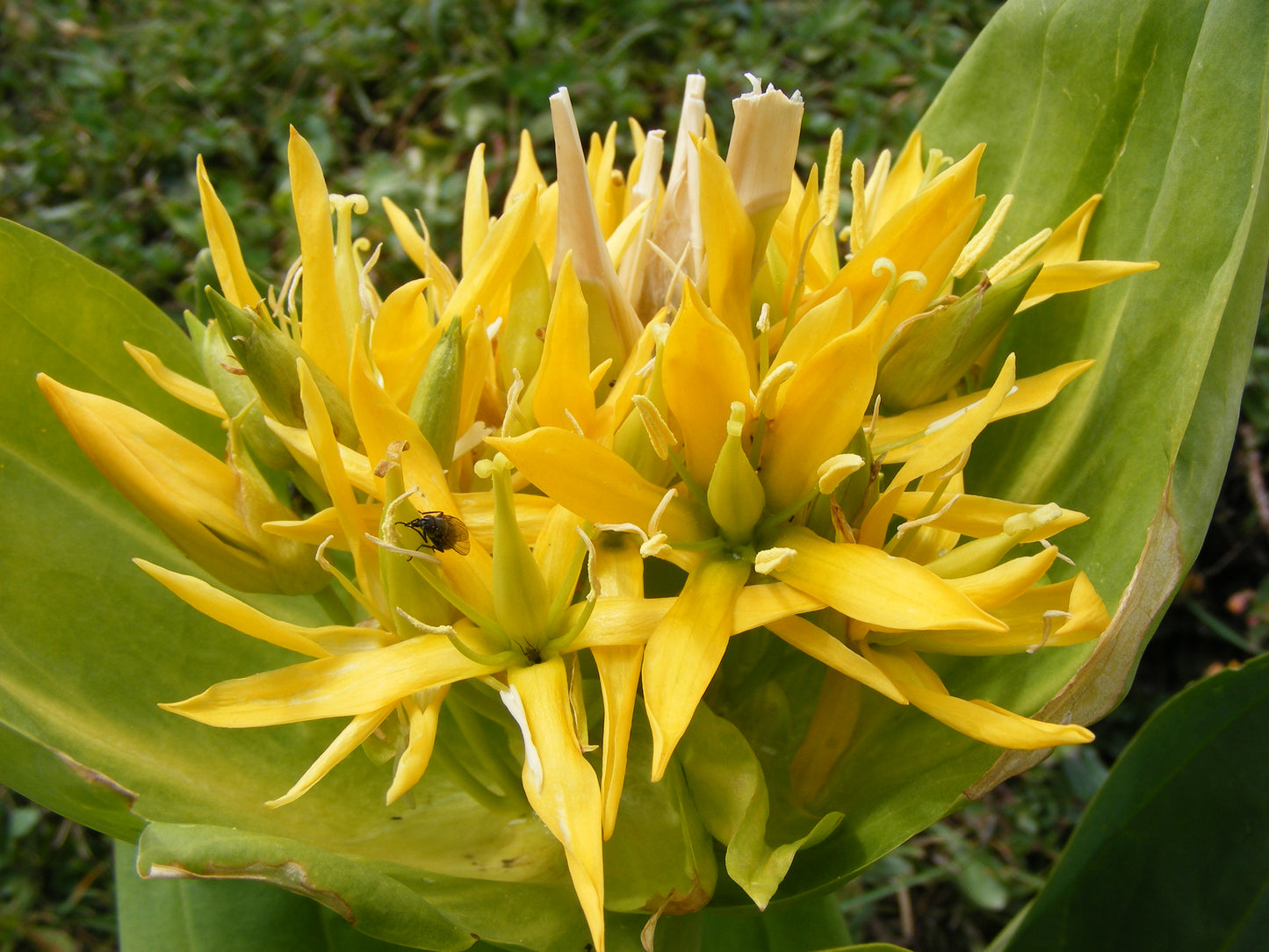 Yellow Gentian (Gentiana lutea)