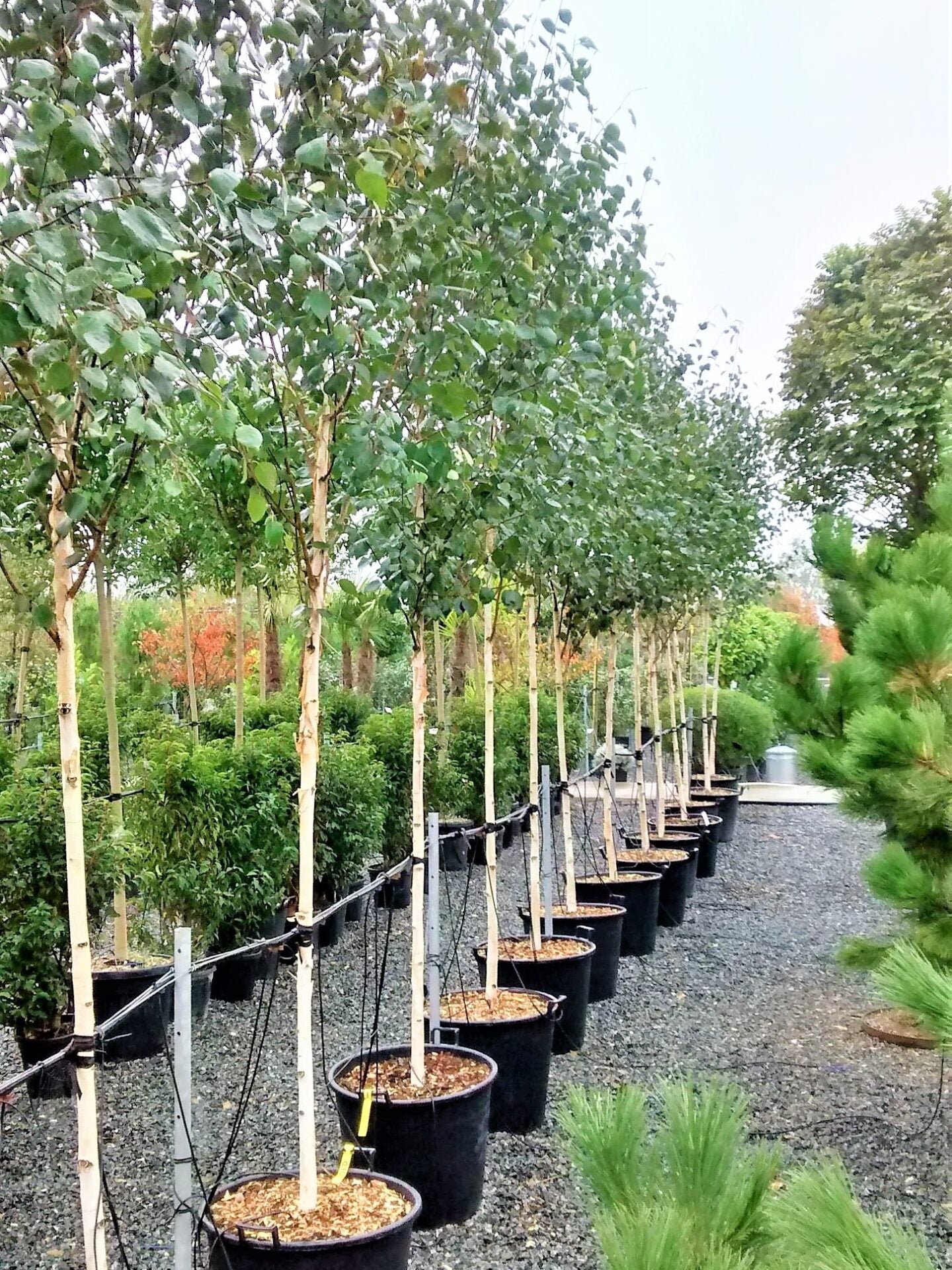 Whitebarked Himalayan Birch (Betula utilis var. jacquemontii)