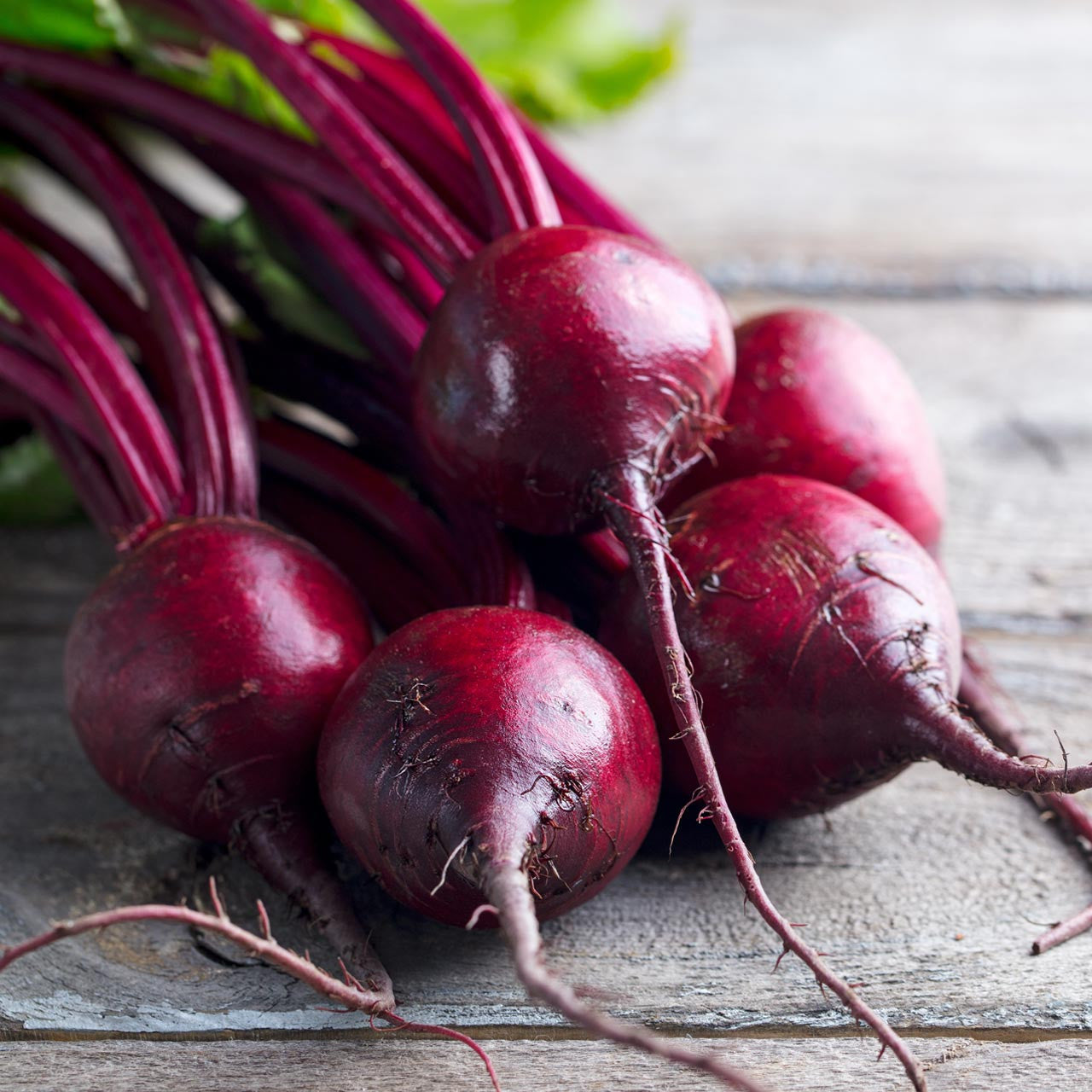 Early Wonder Beet (Beta vulgaris Early Wonder)