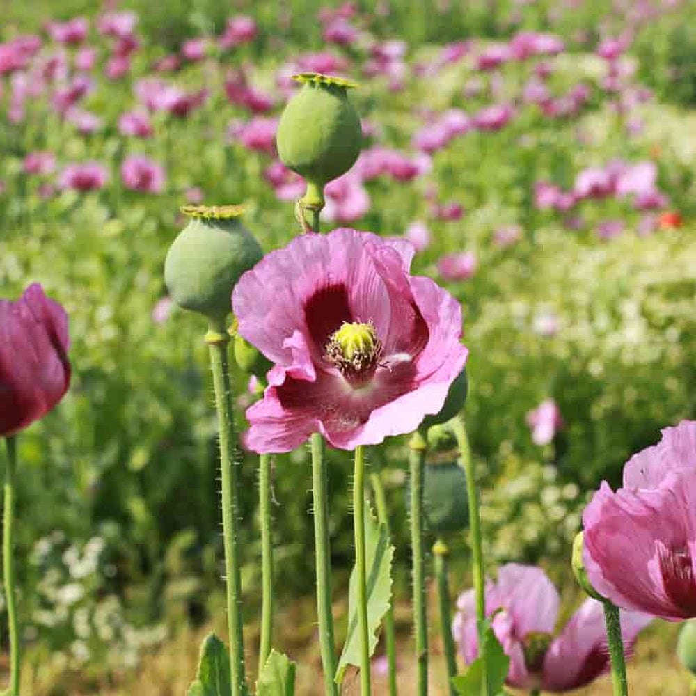 Giant Poppy (Papaver somniferum 'The Giant')