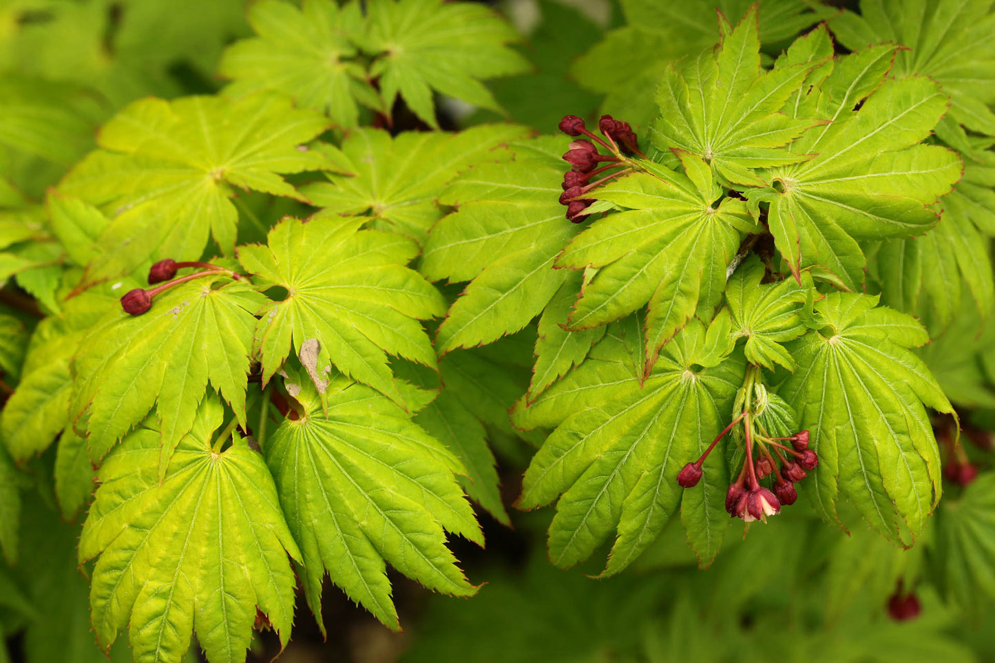 Sode No Uchi Siebold Maple (Acer sieboldianum 'Sode-No-Uchi' dry seed)
