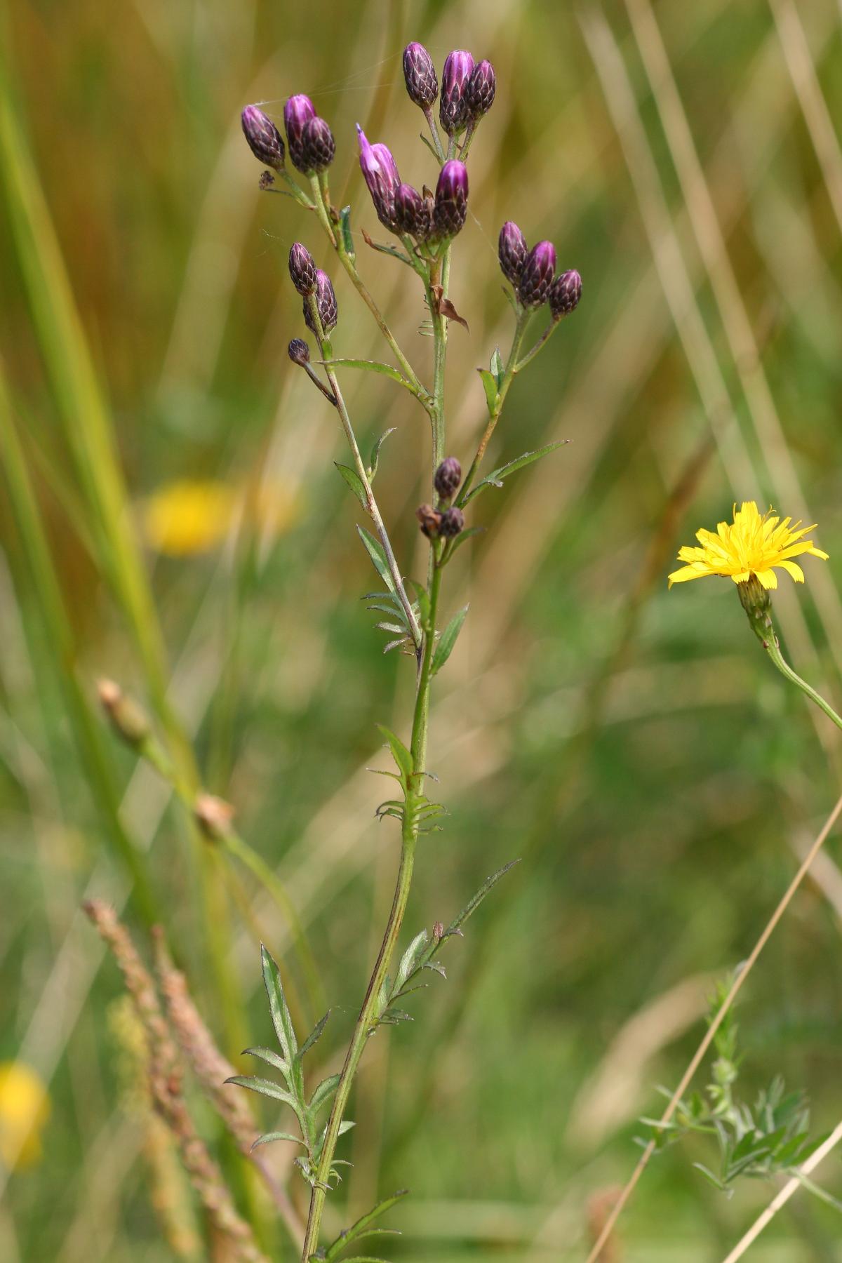Centaury Dyers Plumeless Saw-wort Sawwort (Serratula tinctoria)