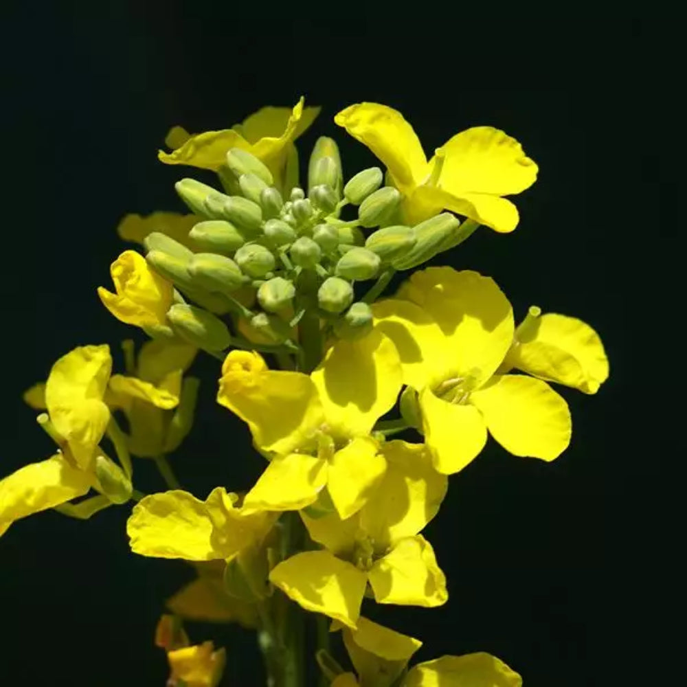 Bonar Forage Rape (Brassica napus 'Bonar')