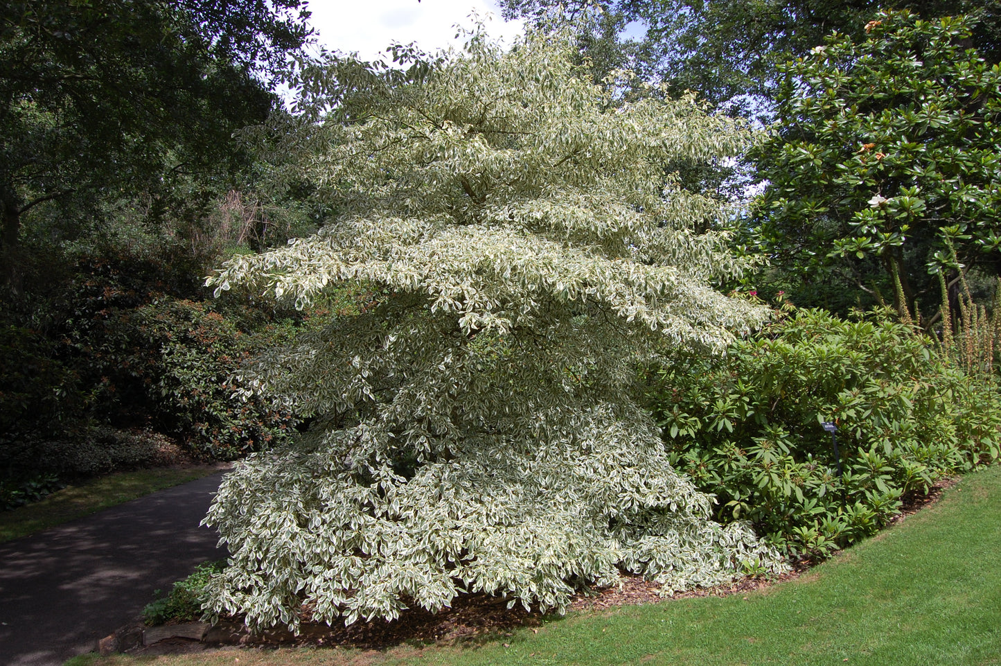 Giant Dogwood (Cornus controversa)