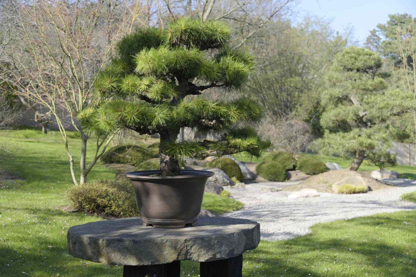 Japanese Black Pine (Pinus thunbergii China)