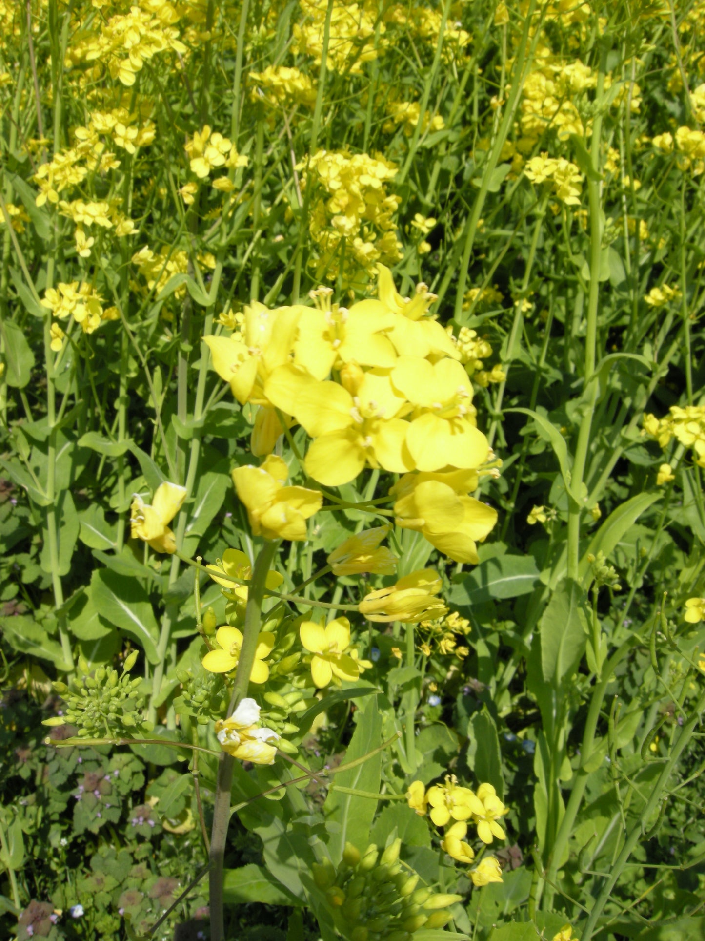 Dwarf Essex Rape Rape (Brassica napus 'Dwarf Essex')