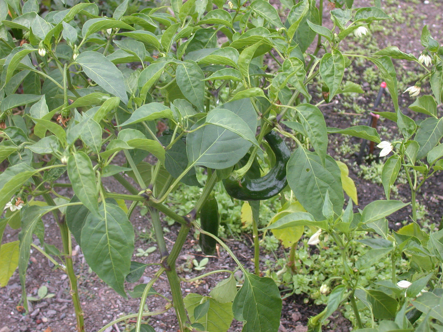 California Wonder 300 Pepper (Capsicum annuum 'Ca Wonder 300')