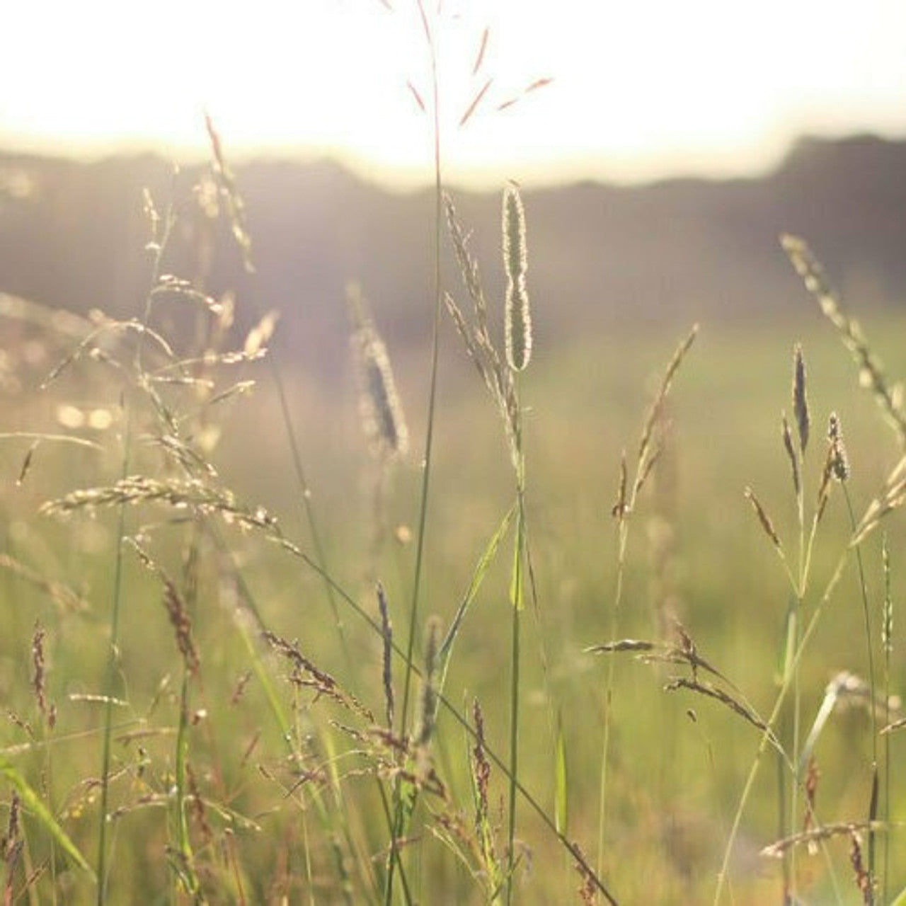 Cave-in-rock Switch Grass Switchgrass (Panicum virgatum 'Cave-in-Rock')