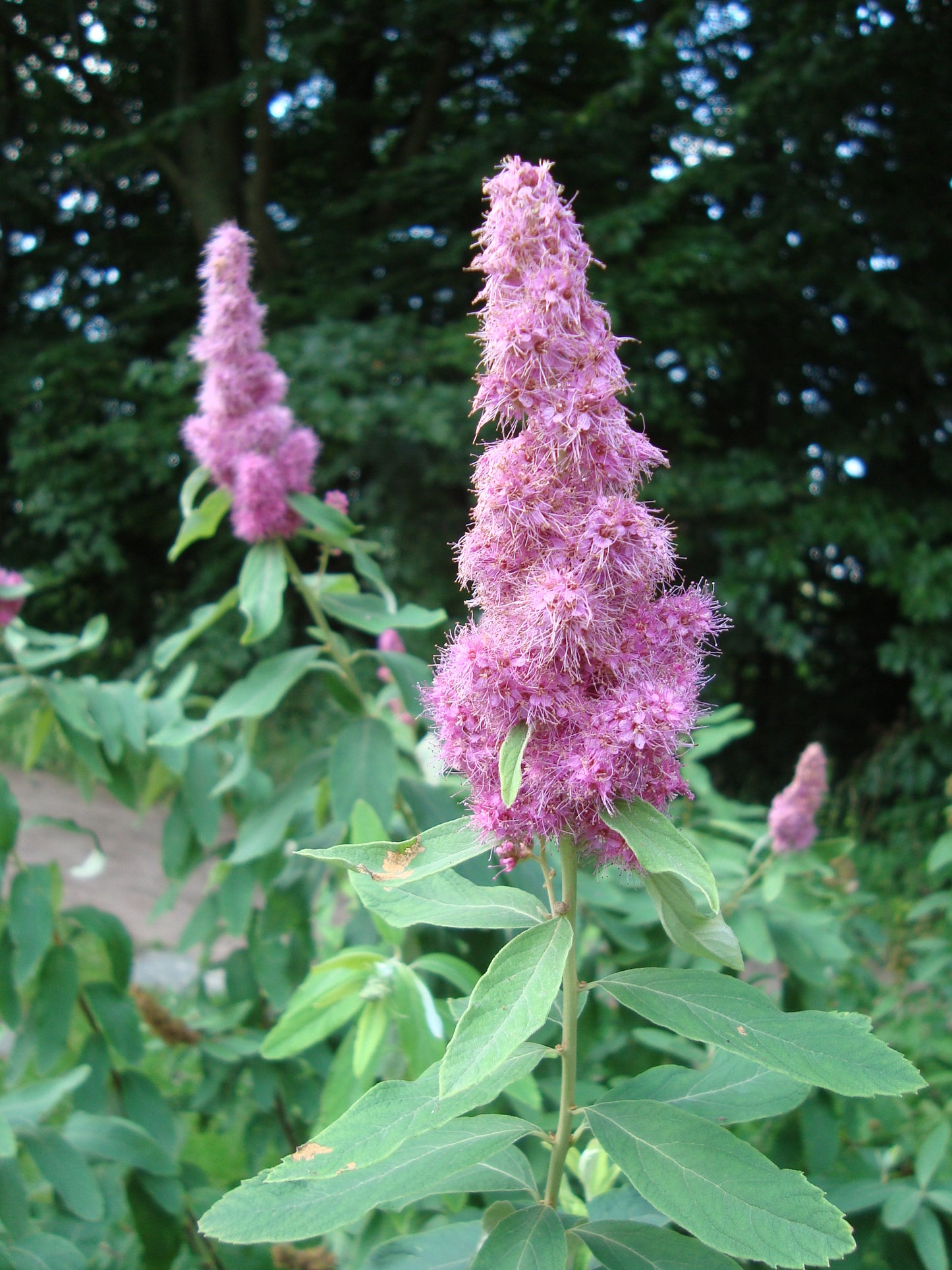 Douglass Spirea Spirea (Spiraea douglasii)