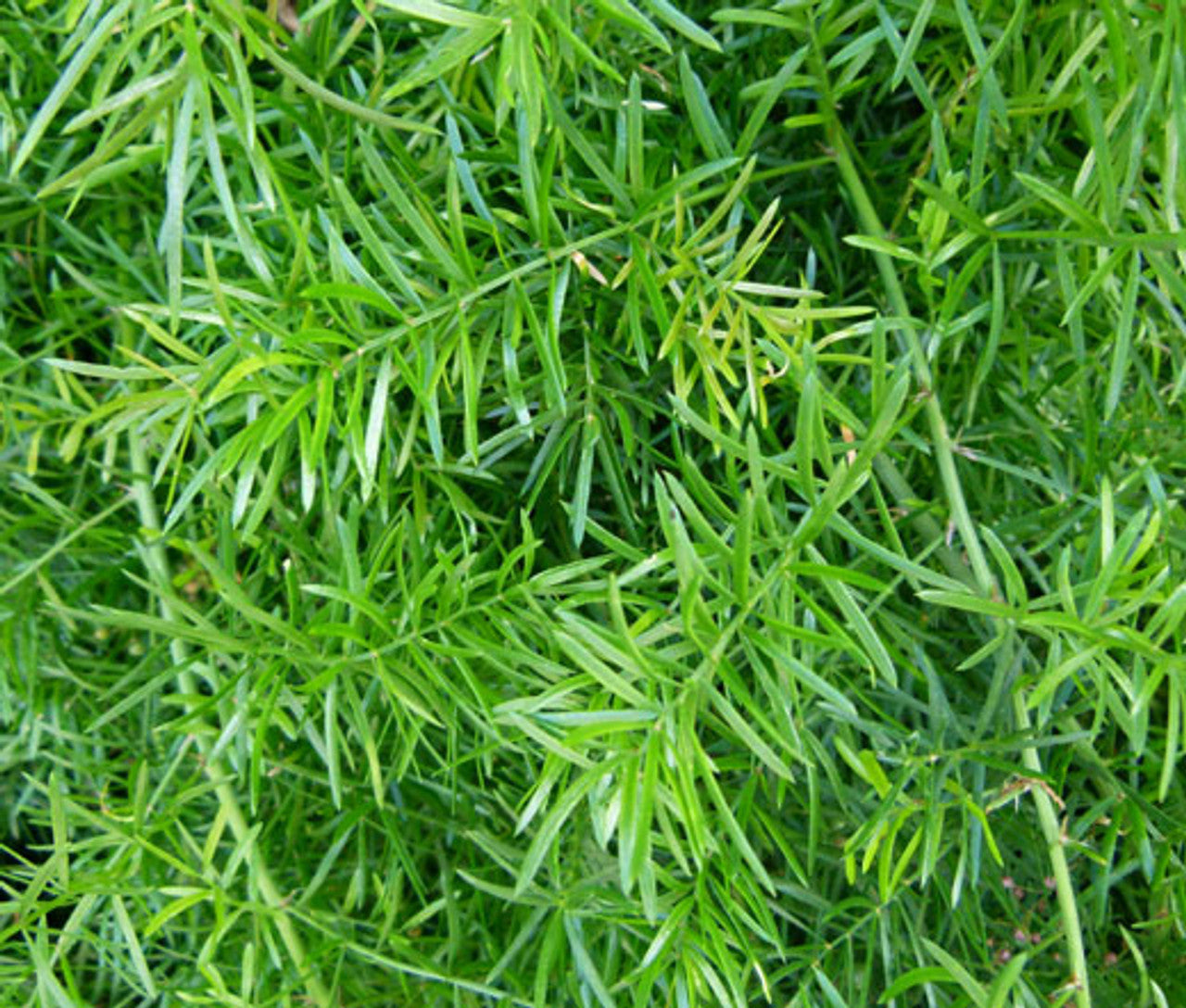 Emerald Fern (Asparagus sprengeri)