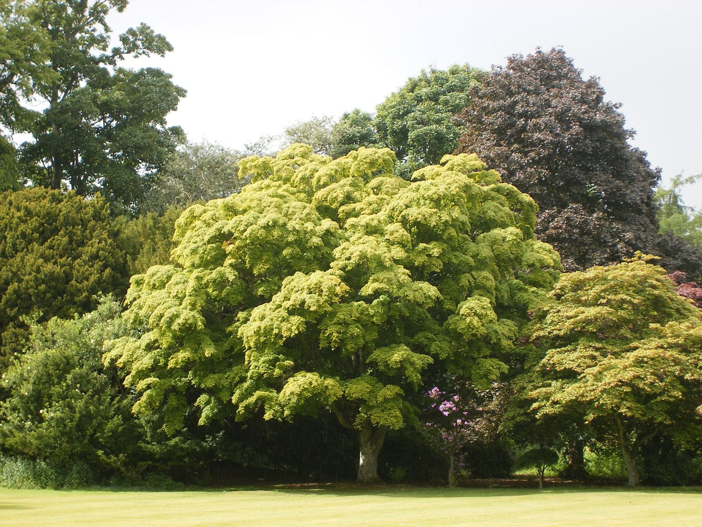 Omurayama Japanese Maple (Acer palmatum ssp. matsumurae 'Omurayama' dry seed)