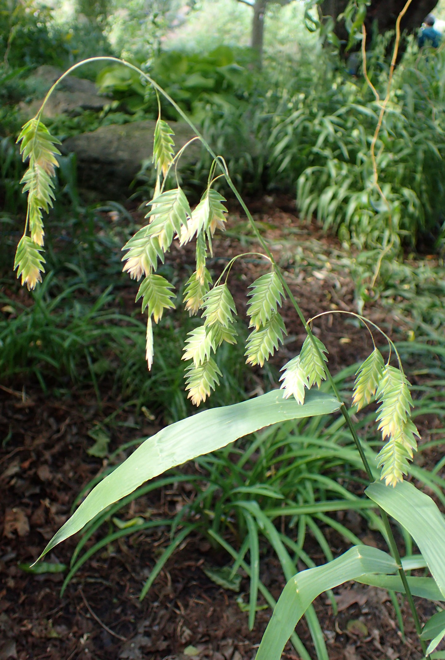 Indian Woodoats Northern Sea Oats Wildoats Oats (Chasmanthium latifolium)
