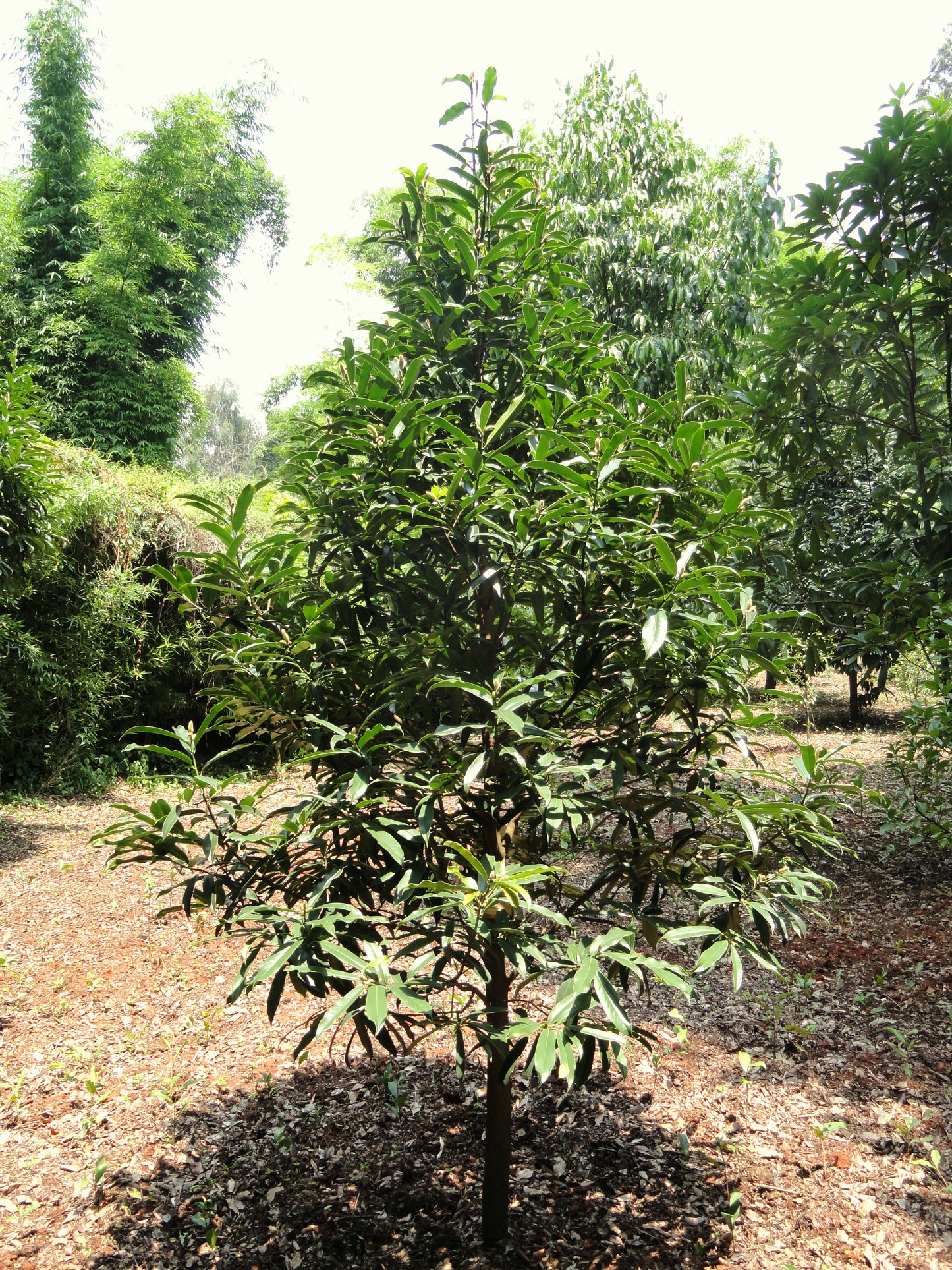 Blooming Magnolia (Magnolia chapensis)