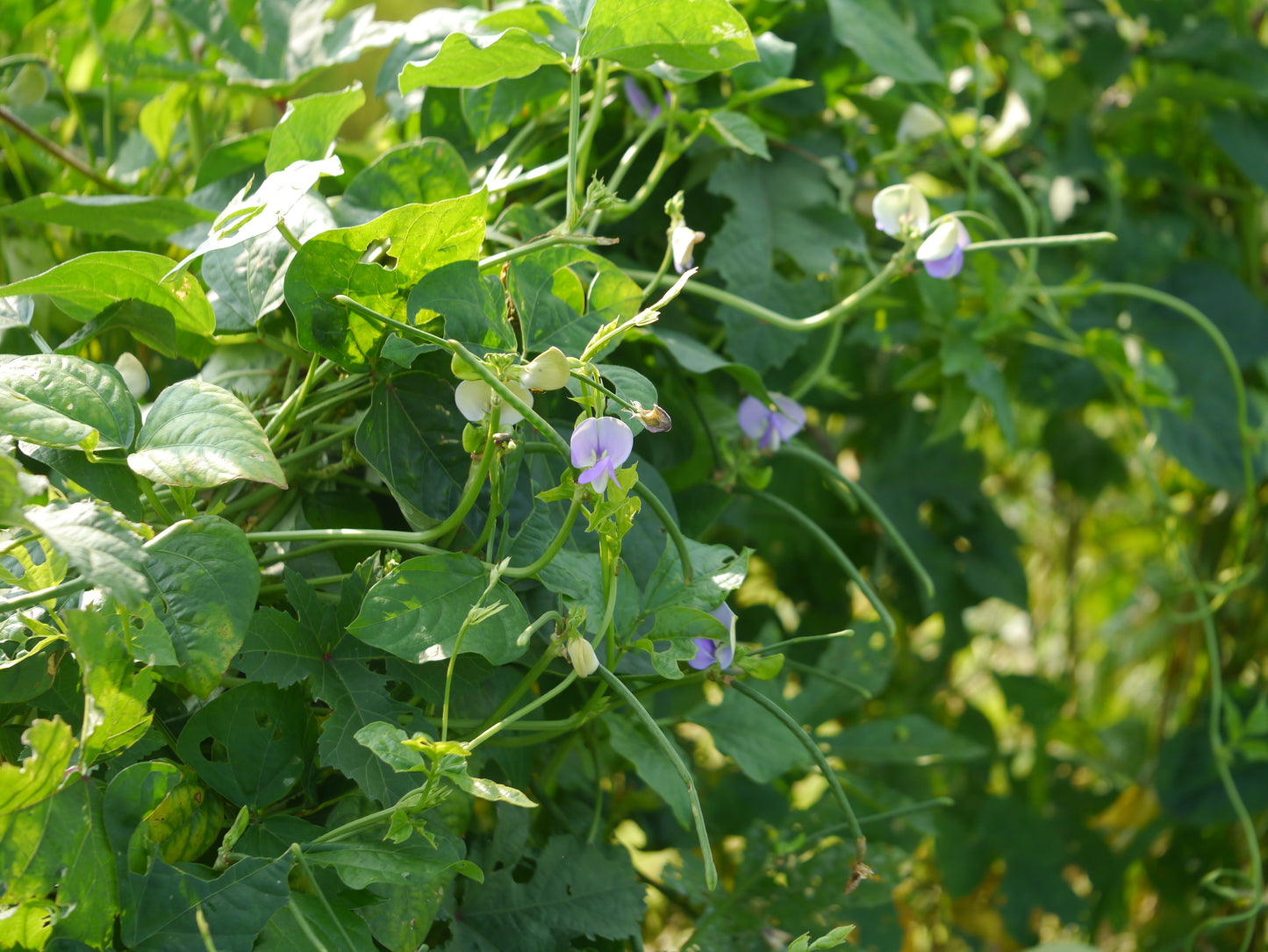 Blackeyed Pea, Iron Clay Cowpea (Vigna unguiculata)