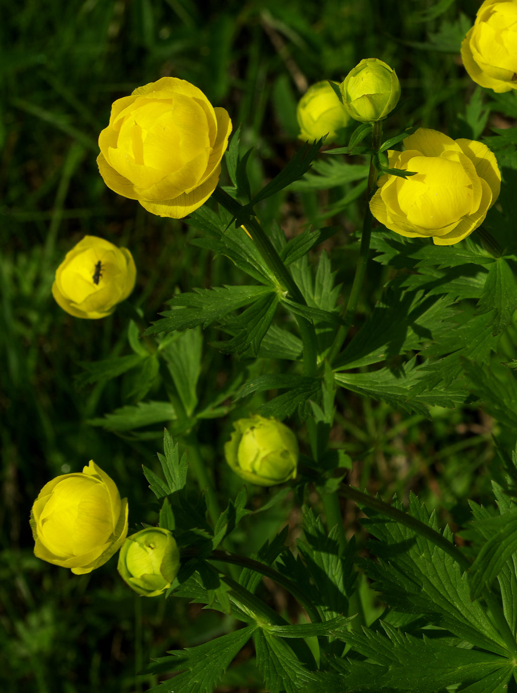 Common Globeflower (Trollius europaeus)