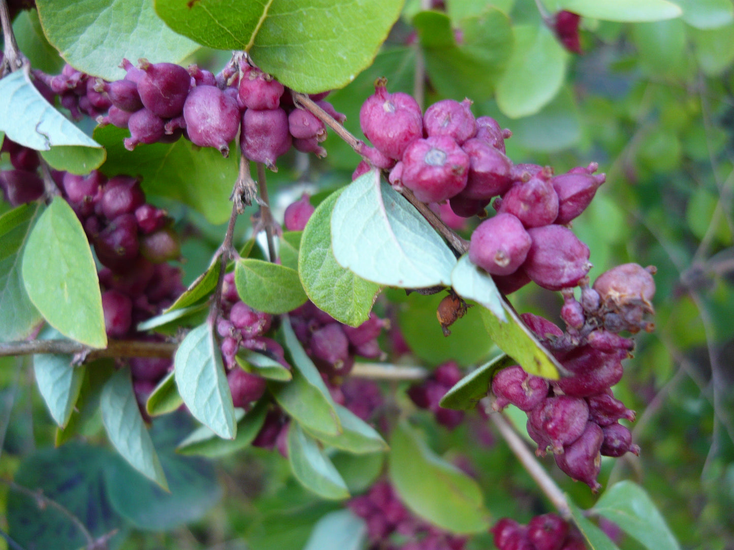 Coralberry Indian Currant (Symphoricarpos orbiculatus)