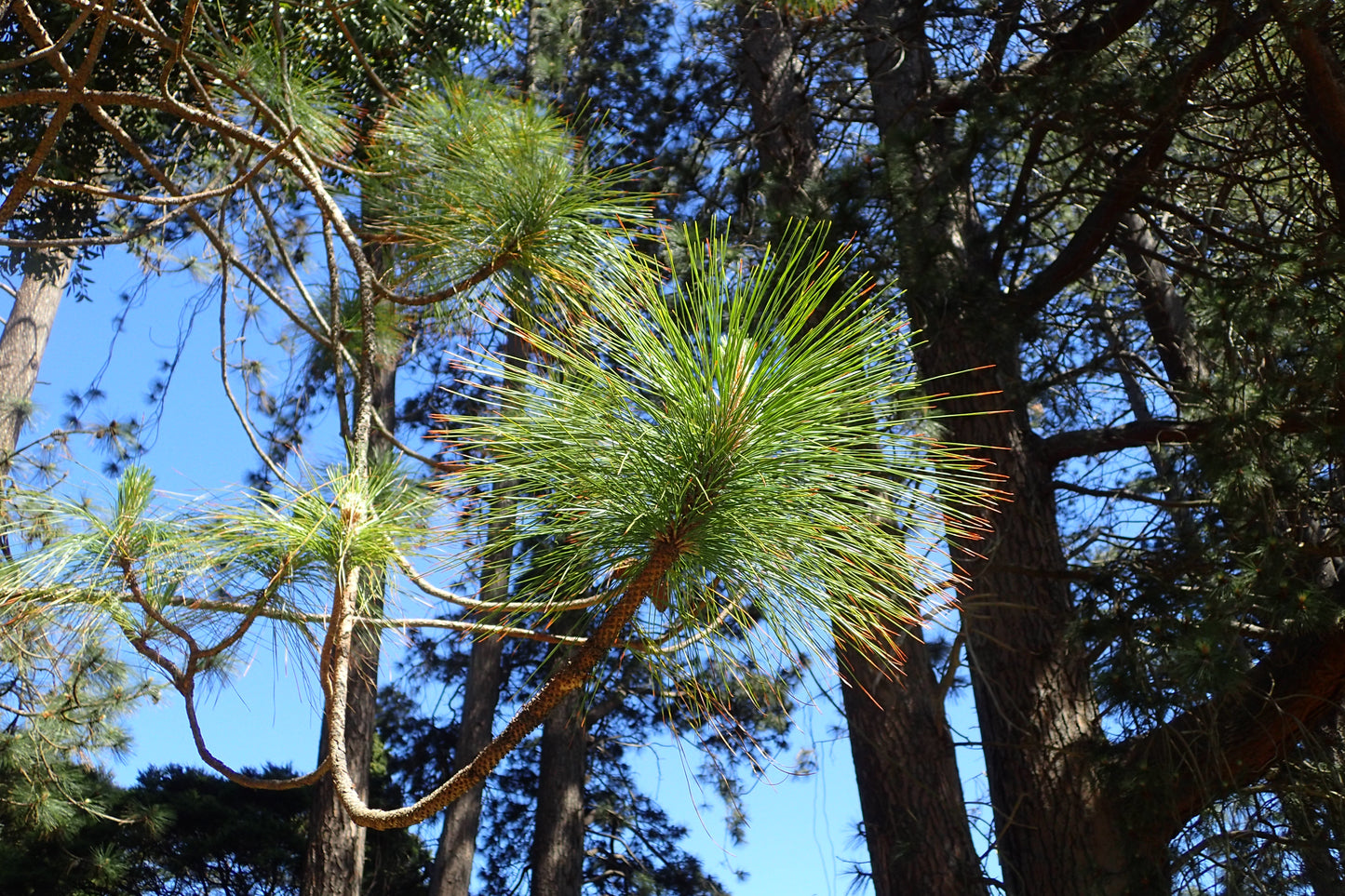 Khasi Pine (Pinus kesiya)