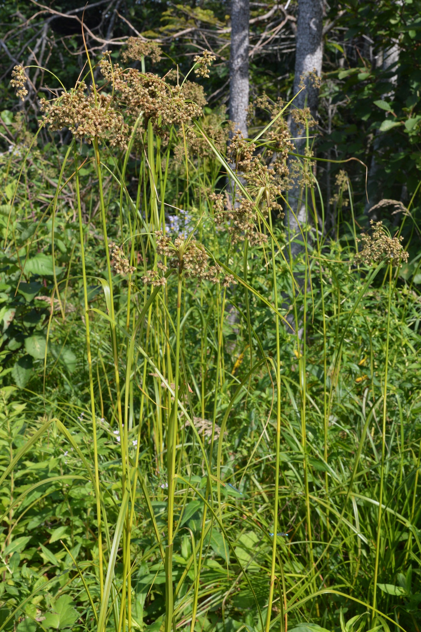 Woolgrass (Scirpus cyperinus)