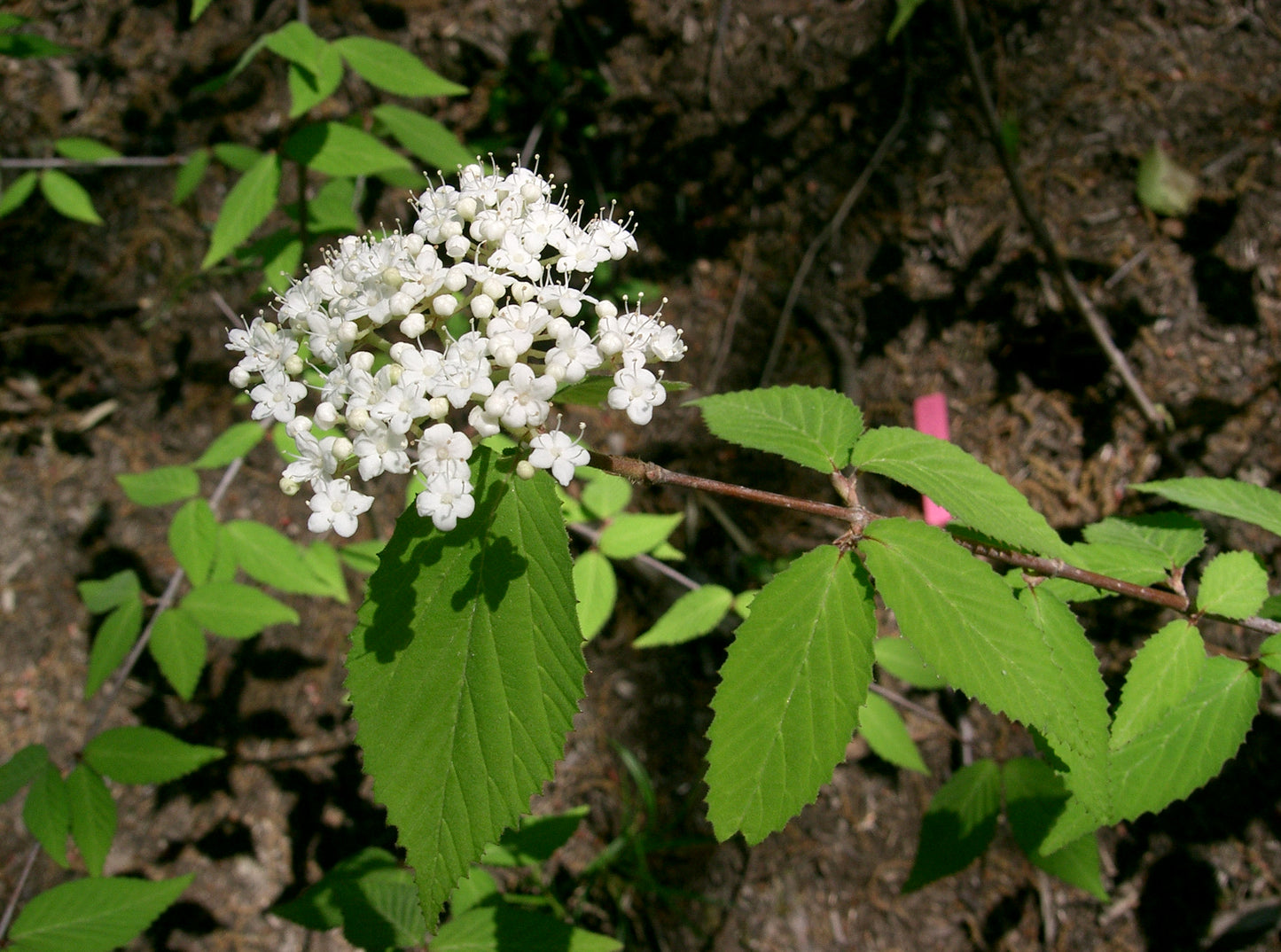 Beech Ichang Viburnum (Viburnum erosum)