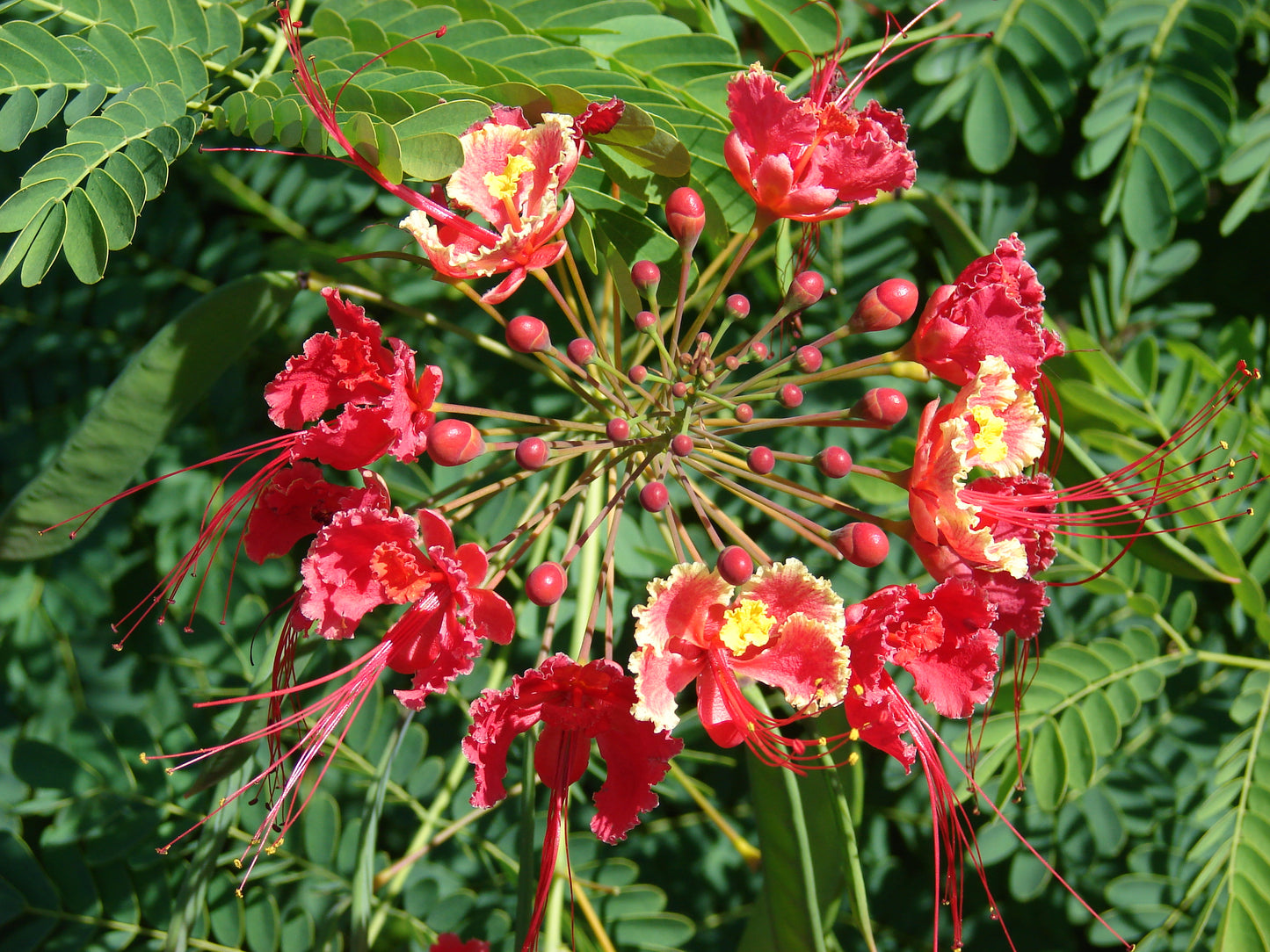 Barbados Flower Fence Poinciana Peacock Pride Barbados (Caesalpinia pulcherrima)