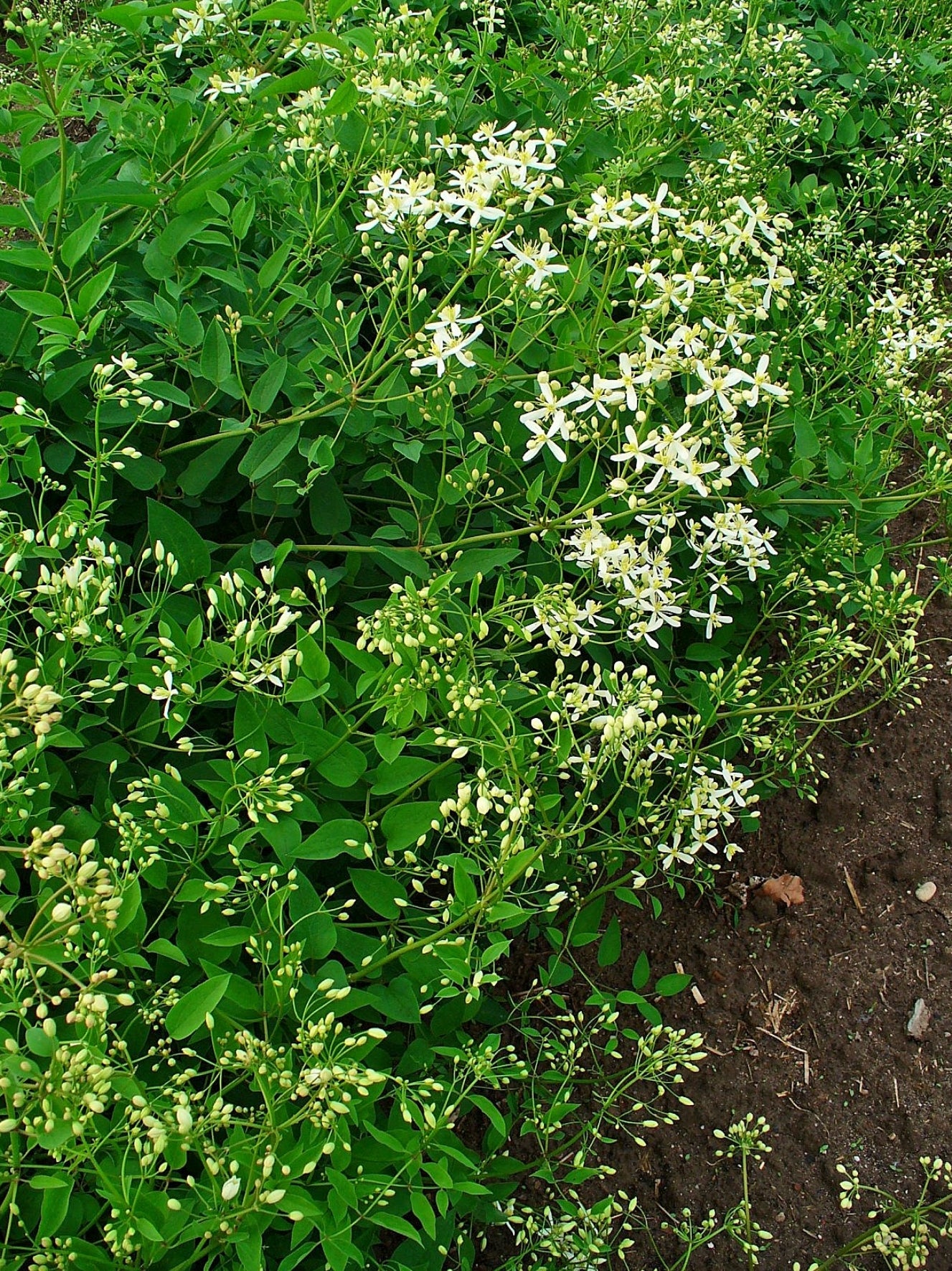 Leatherleaf Clematis Manshurian Yam-leaved Clematis (Clematis recta var. mandshurica)