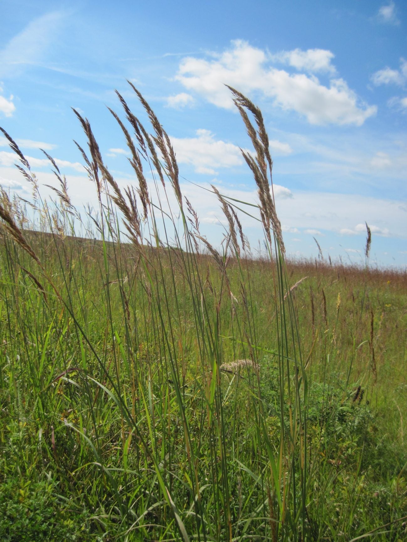 Yellow Indiangrass (Sorghastrum nutans var. Tomahawk)