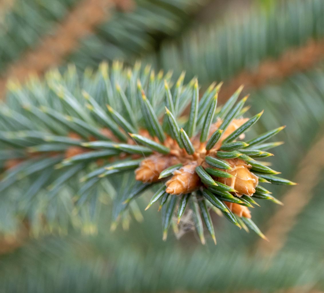 White Spruce (Picea glauca Lake States)