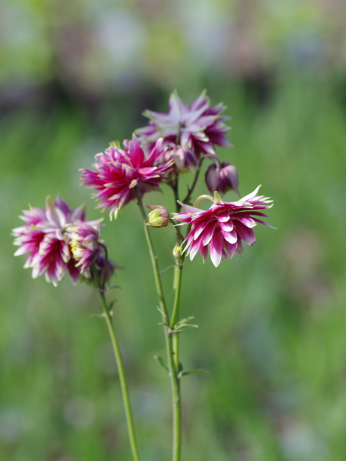 Columbine Dwarf Columbine European Columbine (Aquilegia vulgaris var. Double Mix)