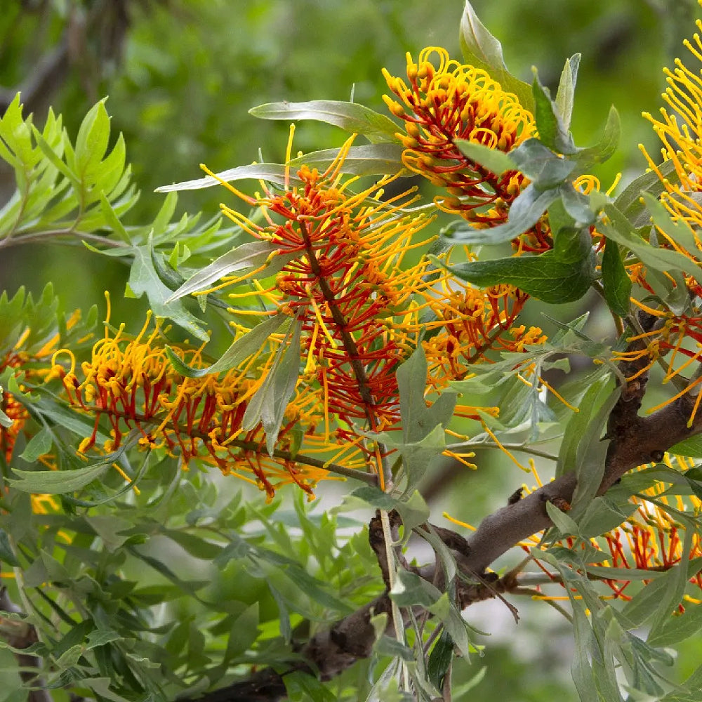 Silkoak, Silky Oak (Grevillea robusta)