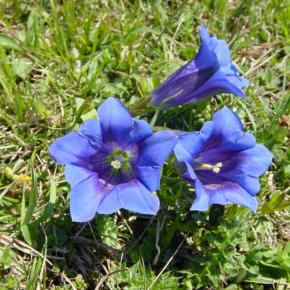 Gentian Stemless Gentian (Gentiana acaulis)