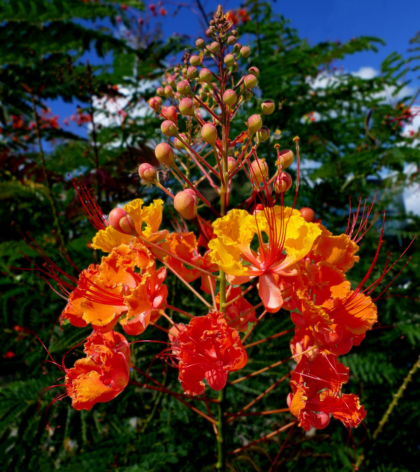 Barbados Flower Fence Poinciana Peacock Pride Barbados (Caesalpinia pulcherrima)