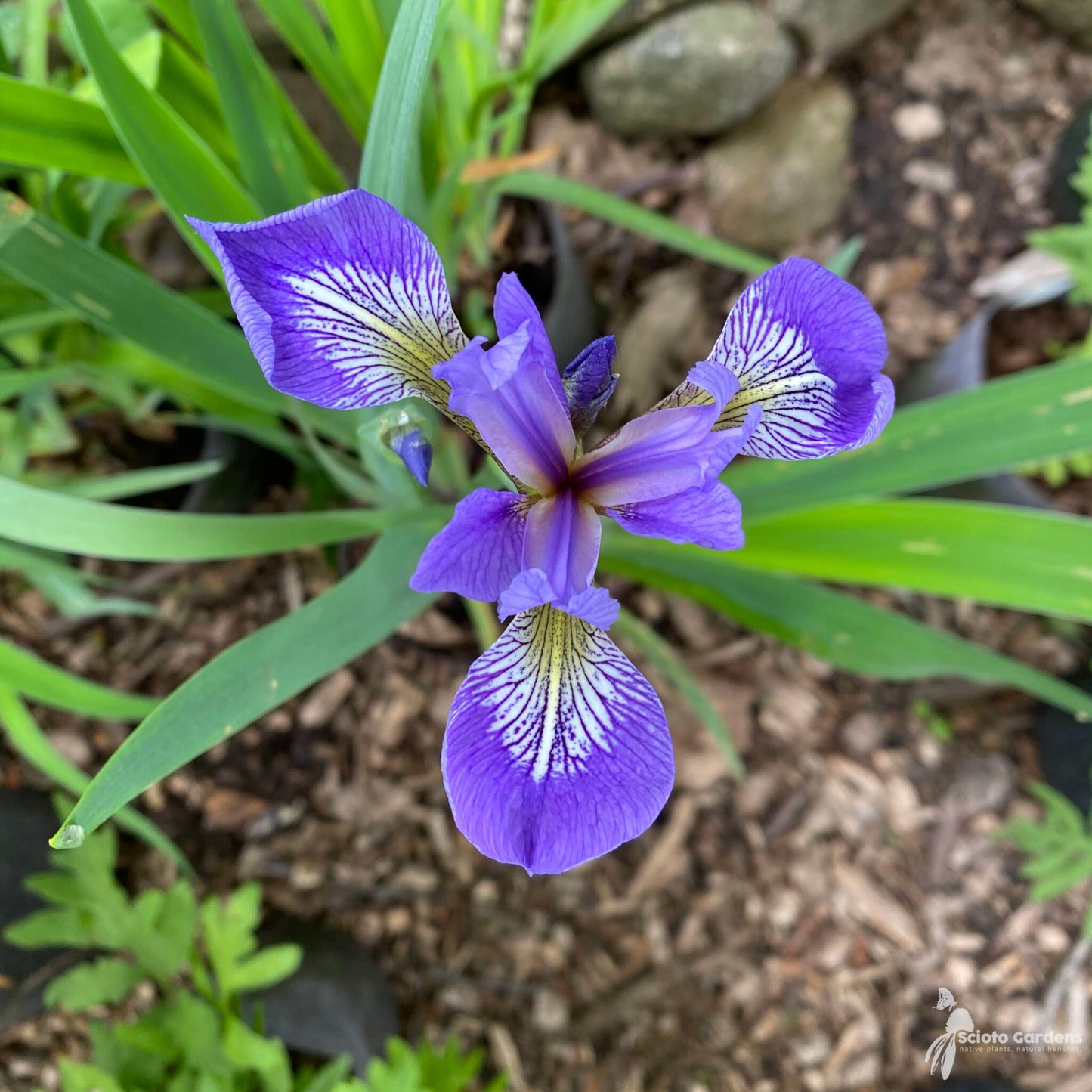 Blue Flag Harlequin Blueflag Larger Blueflag (Iris versicolor)