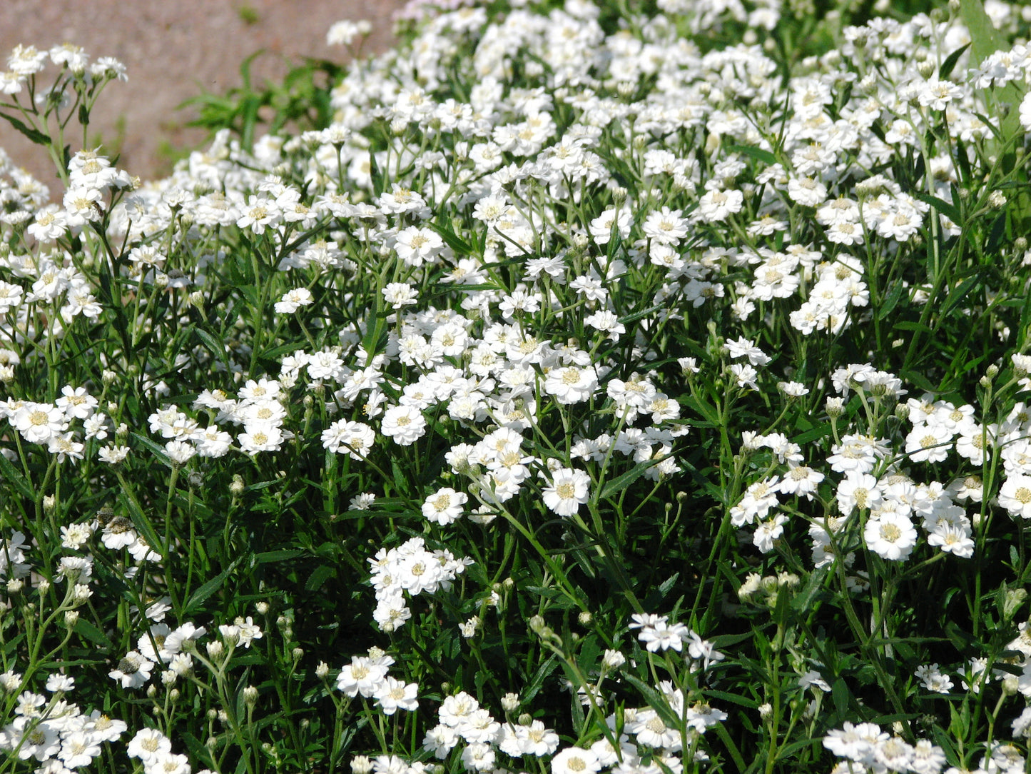 Sneezeweed Sneezewort (Achillea ptarmica)