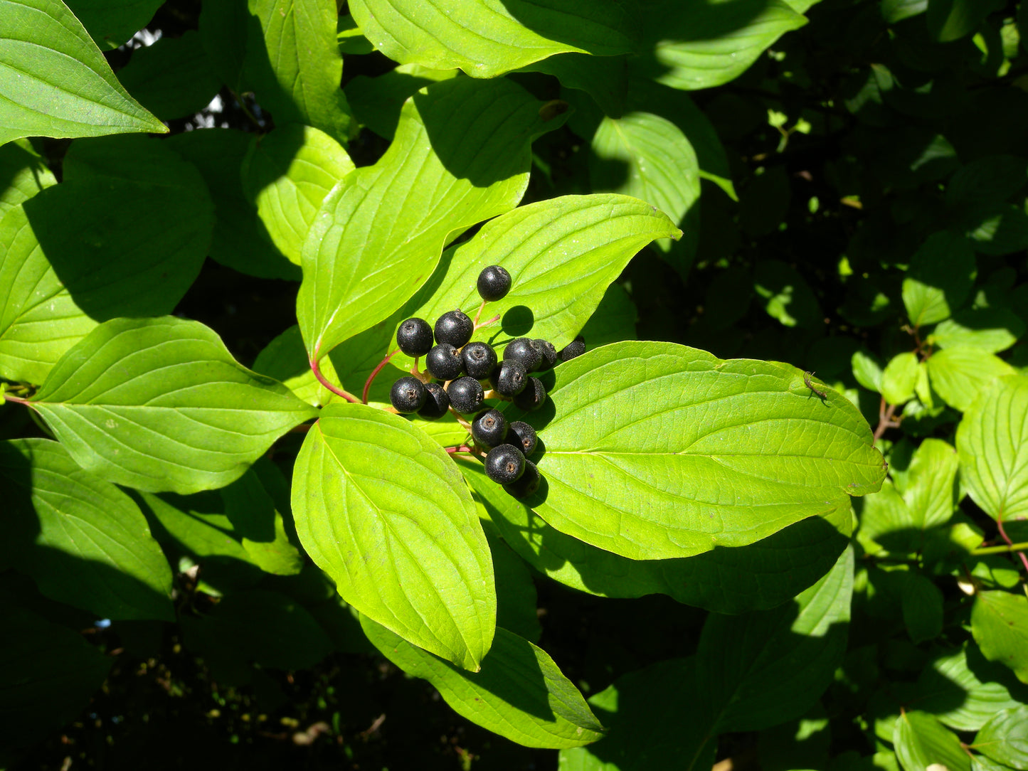 Bloodtwig Dogwood (Cornus sanguinea)