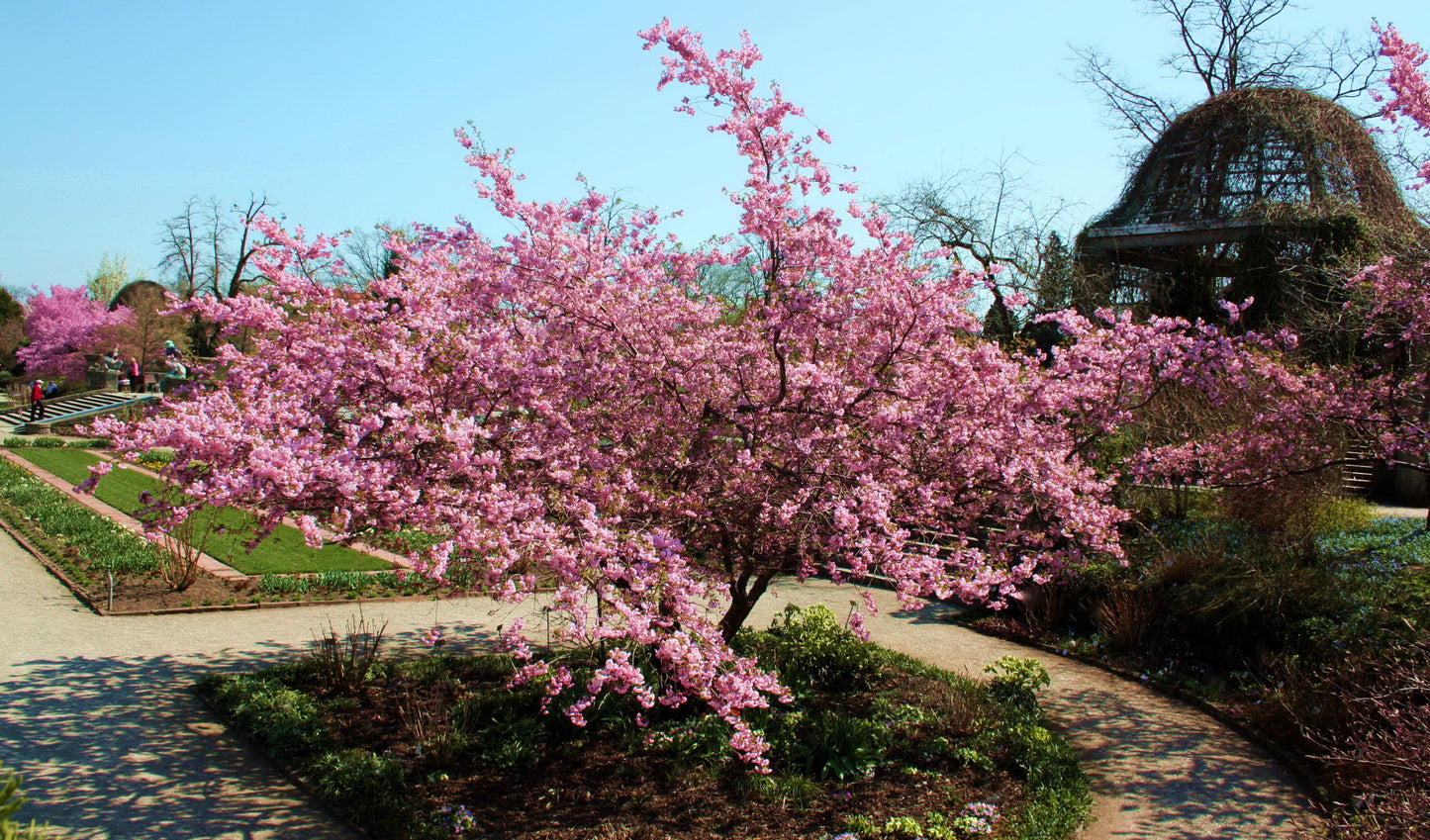 Sakura, Sargent Cherry (Prunus sargentii)