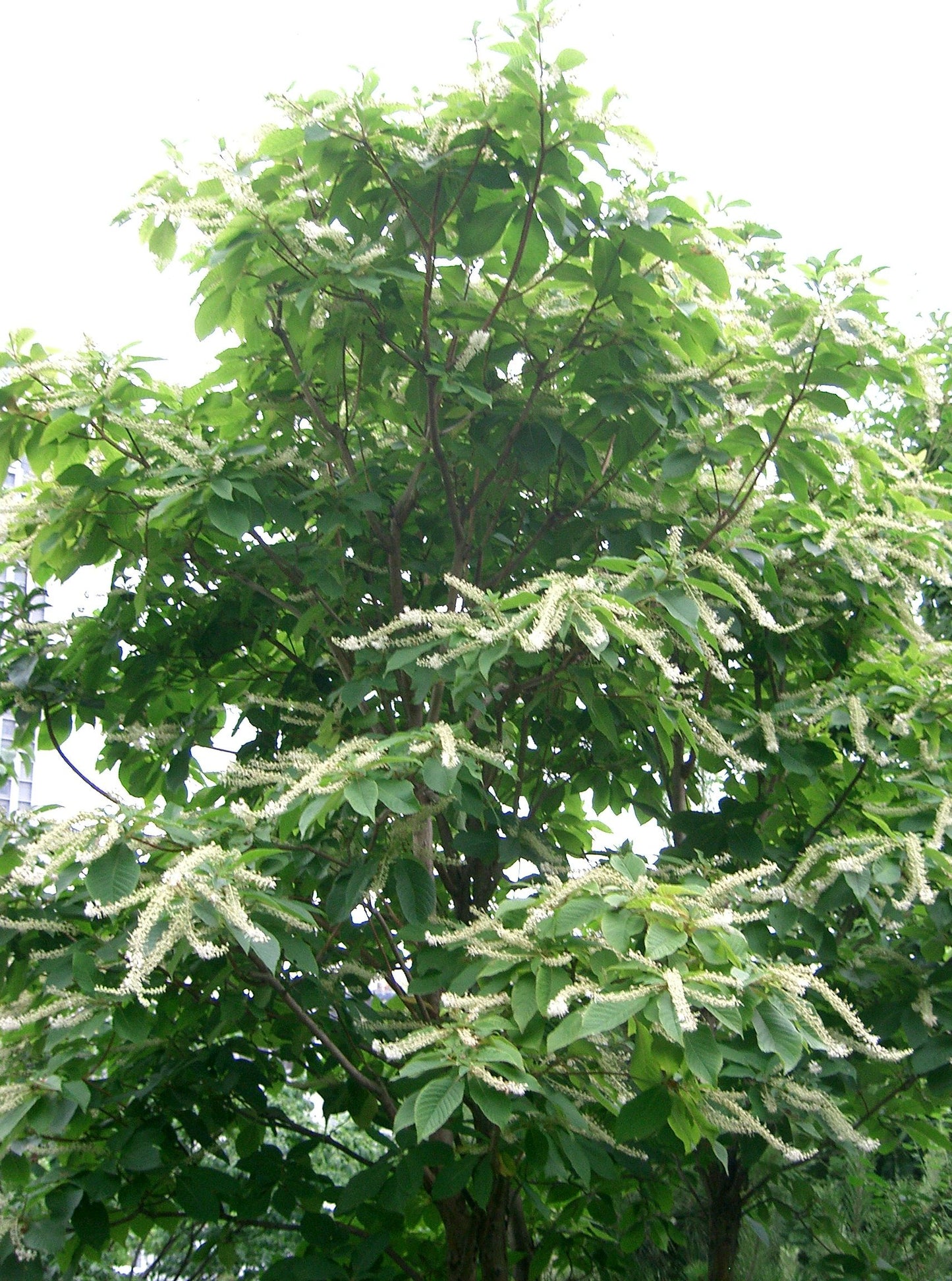 Japanese Summer Sweet (Clethra barbinervis)