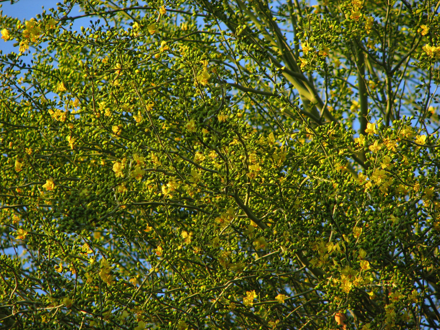 Blue Palo Verde (Parkinsonia florida)