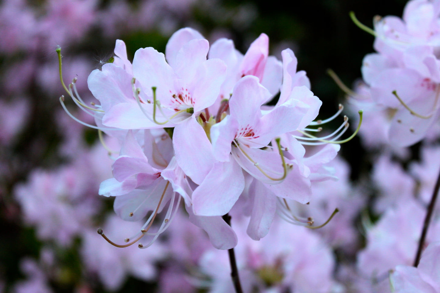 Pinkshell Azalea Pinkshell Rhododendron (Rhododendron vaseyi)