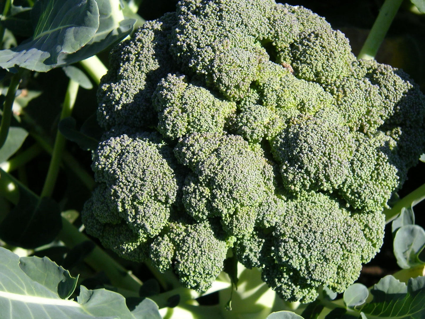 Broccoli Waltham 29 Broccoli (Brassica oleracea ssp. var italica var. Waltham 29)