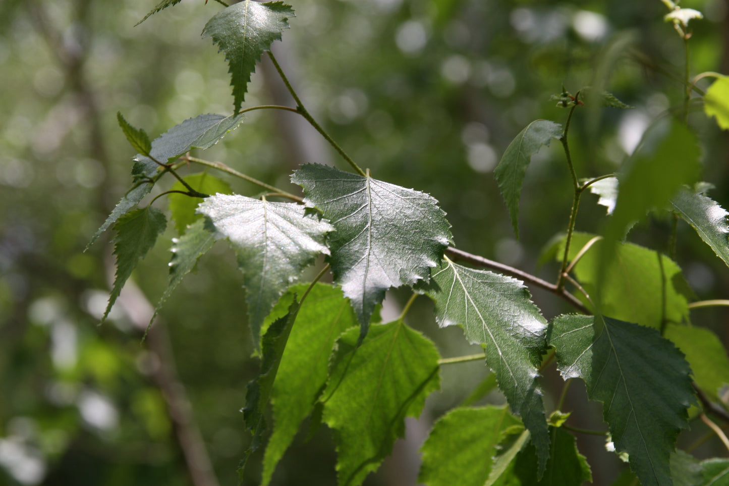 Japanese Birch (Betula platyphylla var. japonica)