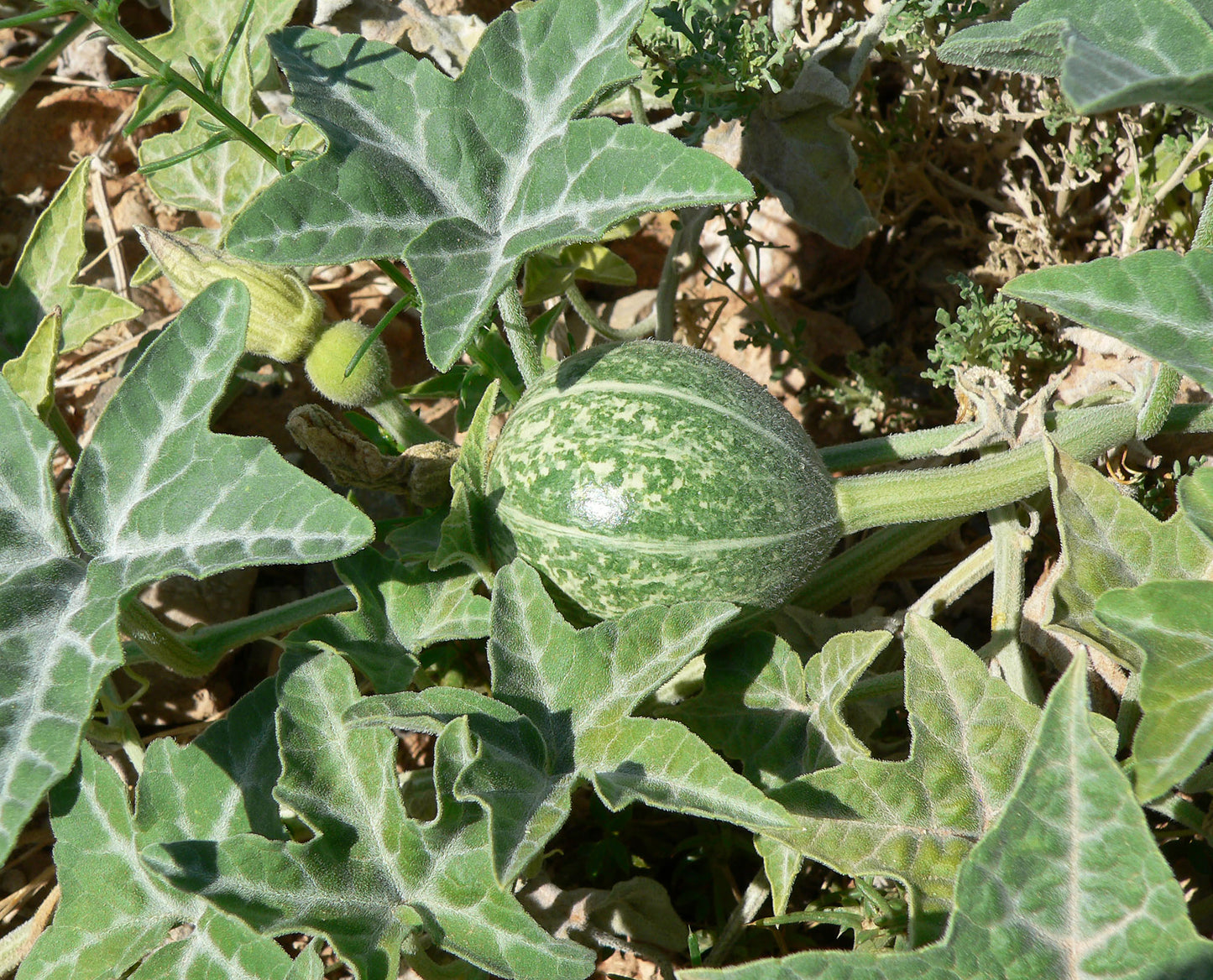 Coyote Gourd Coyote Melon (Cucurbita palmata)