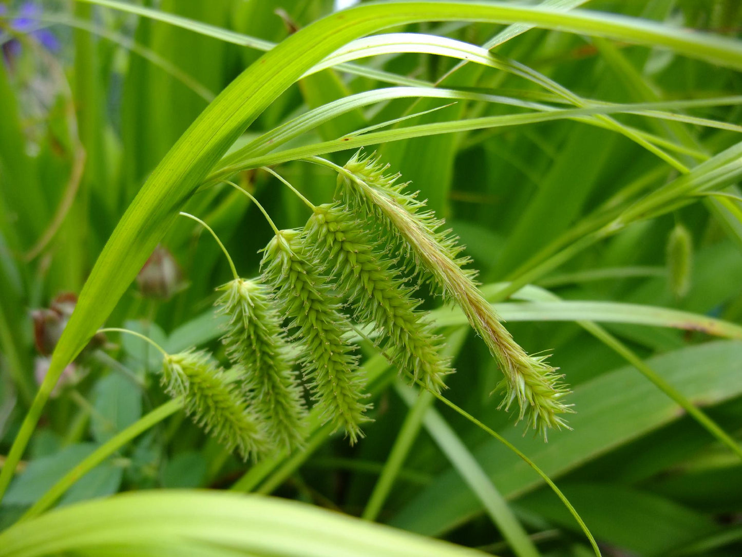 Shallow Sedge (Carex lurida)