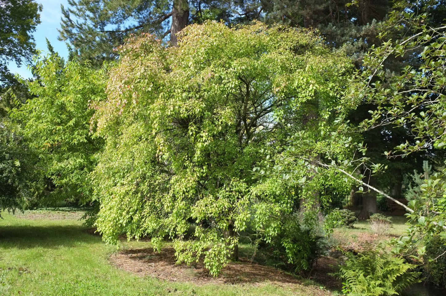 Winterberry Euonymus (Euonymus bungeanus var. Pendula)
