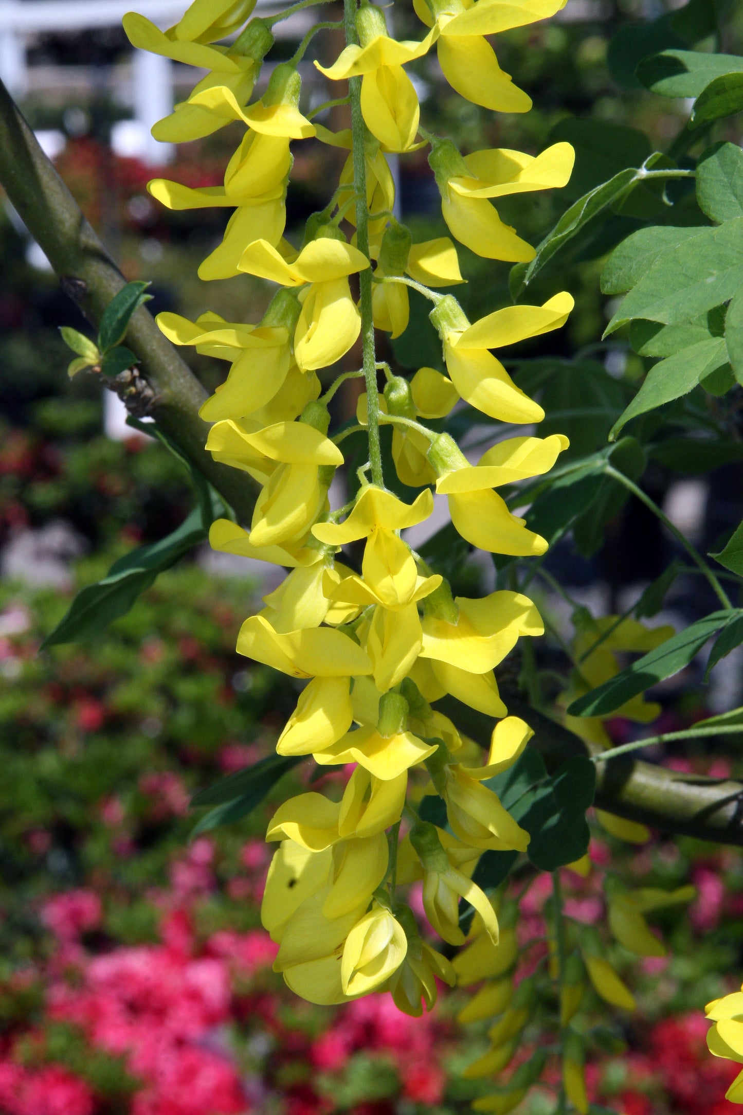 Goldenchain Tree Waterer Laburnum Golden Chain Tree (Laburnum X watereri)