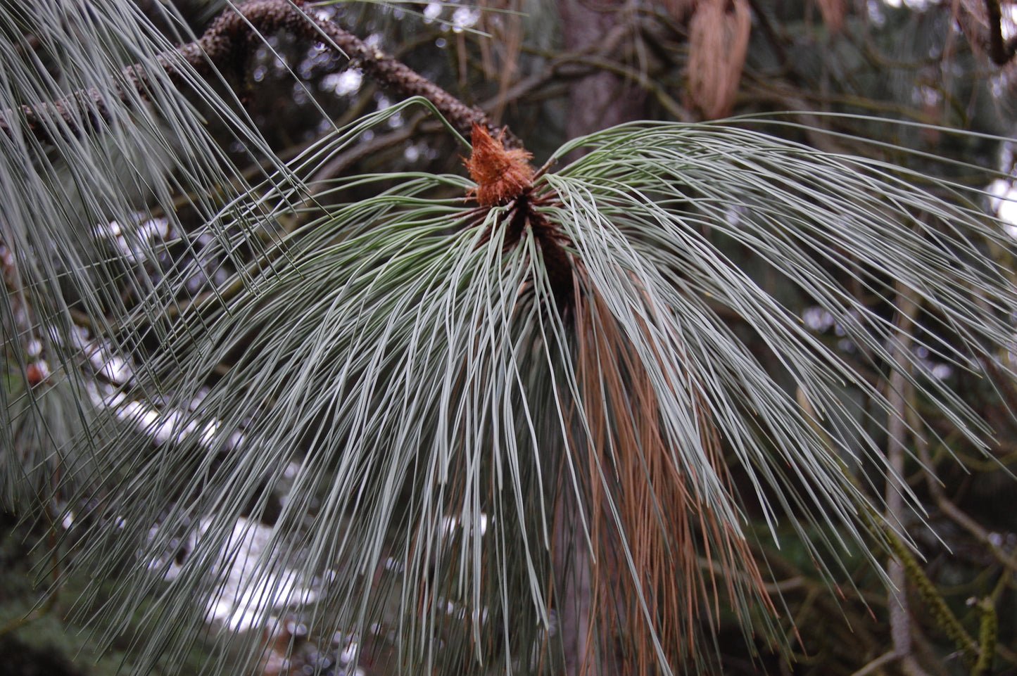 Apache Arizona Longleaf Pine (Pinus engelmannii)